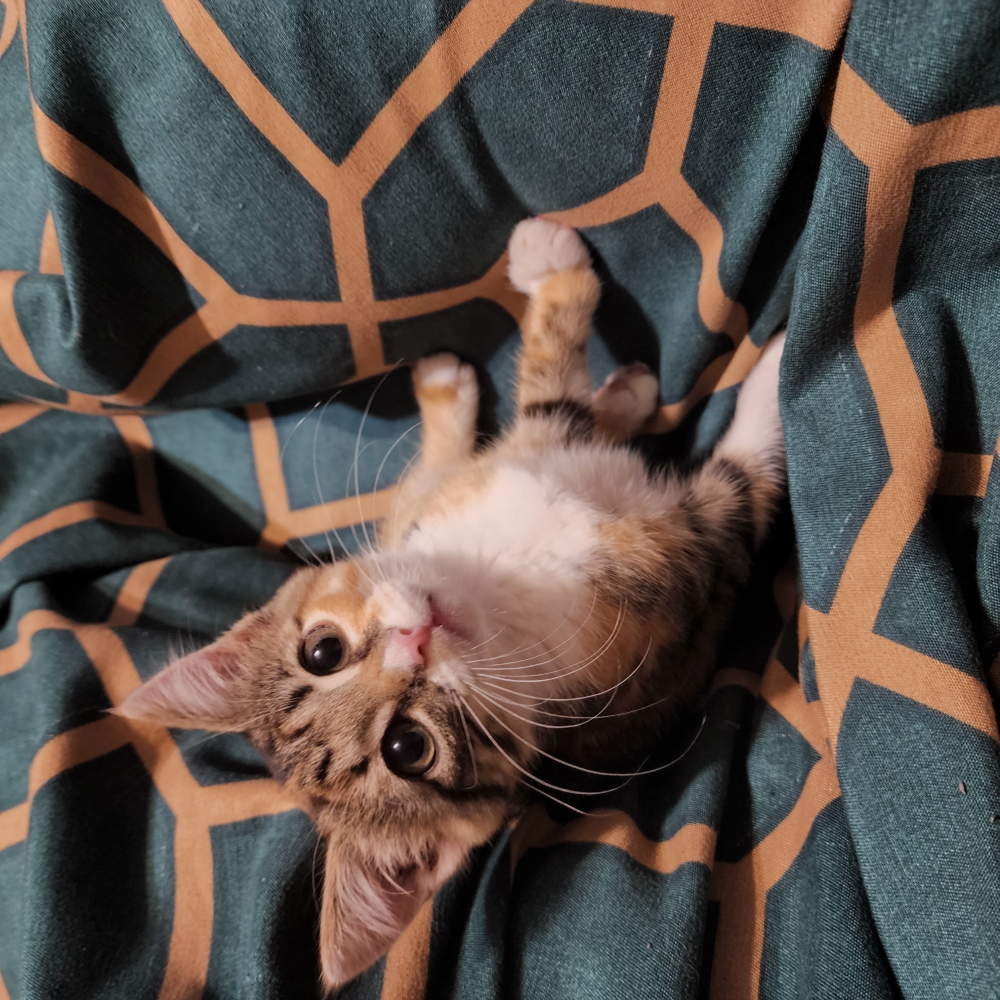 A kitten with tabby and white fur is lying on a dark green fabric with an orange geometric pattern. The kitten is looking up and to its left, with its head tilted slightly. Its front paws are visible, one extended towards the viewer. The background is out of focus, showing more of the patterned fabric. The image appears to be a close-up shot. The scene is not located in Moscow, Russia.