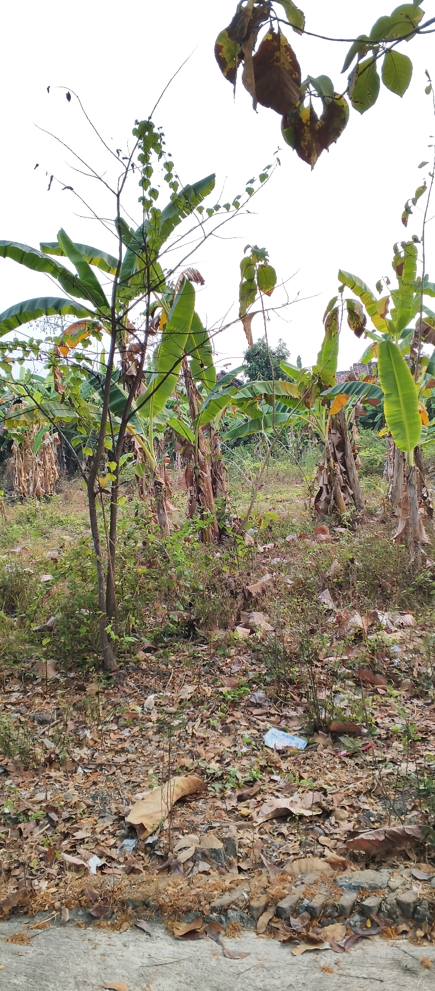 The image depicts an outdoor scene, likely in Japanan, Indonesia, characterized by a dense growth of banana trees and surrounding vegetation. The ground is covered with fallen leaves and debris, with some scattered pieces of trash, including what appears to be plastic packaging. In the foreground, a concrete surface is visible. The overall impression is that of an unkempt, natural area with signs of human presence through the discarded litter. There are no people or animals visible in the image.