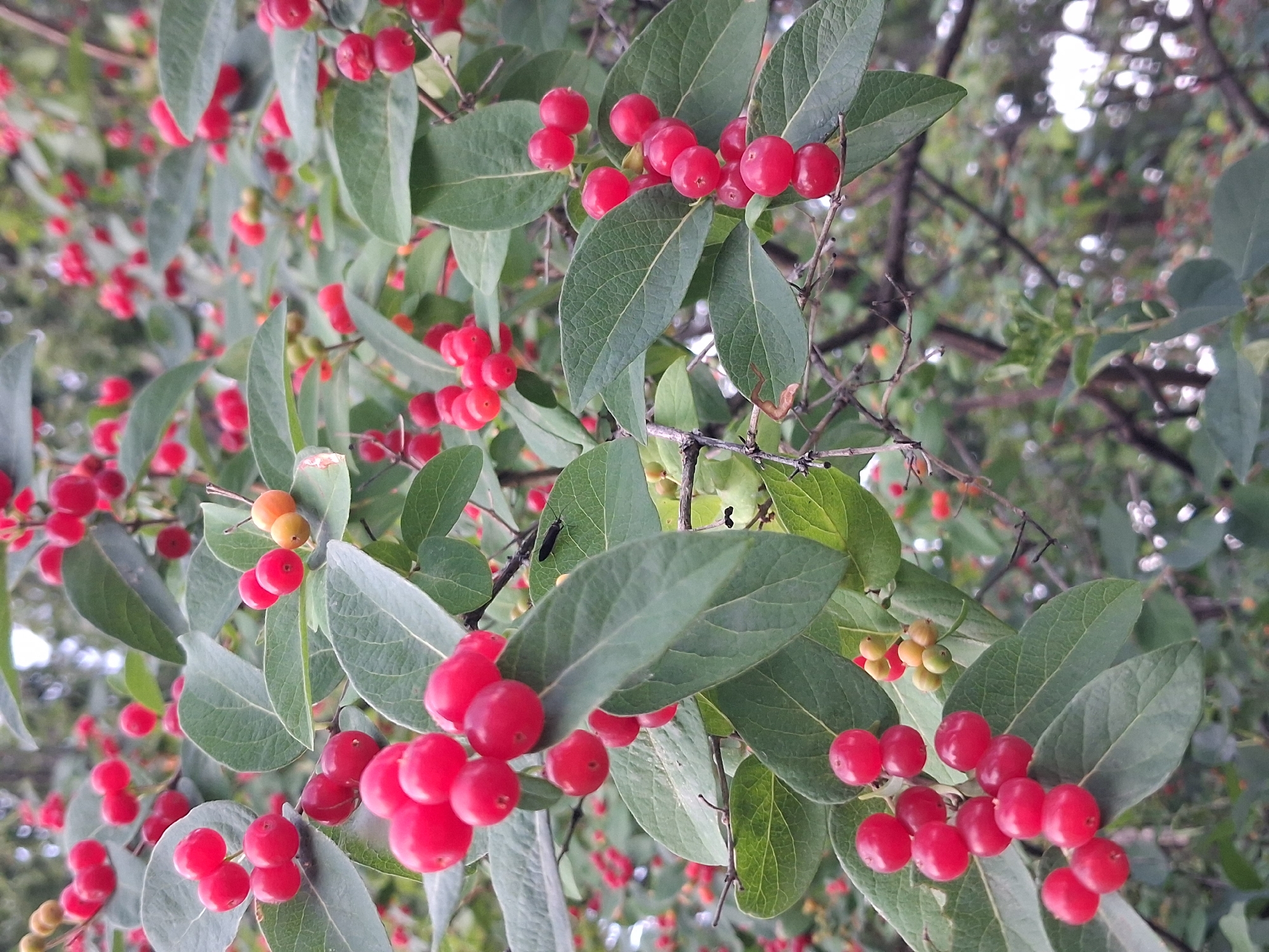 The image shows a close-up of a bush with numerous small, red berries and green leaves. The berries are clustered together on thin branches. Some berries are round and smooth, while others appear slightly oblong. The leaves are oval-shaped with visible veins. The background is softly blurred, suggesting a natural outdoor setting with other foliage and possibly some light filtering through. The overall impression is of a plant in a fruiting stage. The location is identified as Ottawa, Canada, though no specific landmarks or urban elements are visible in the image.