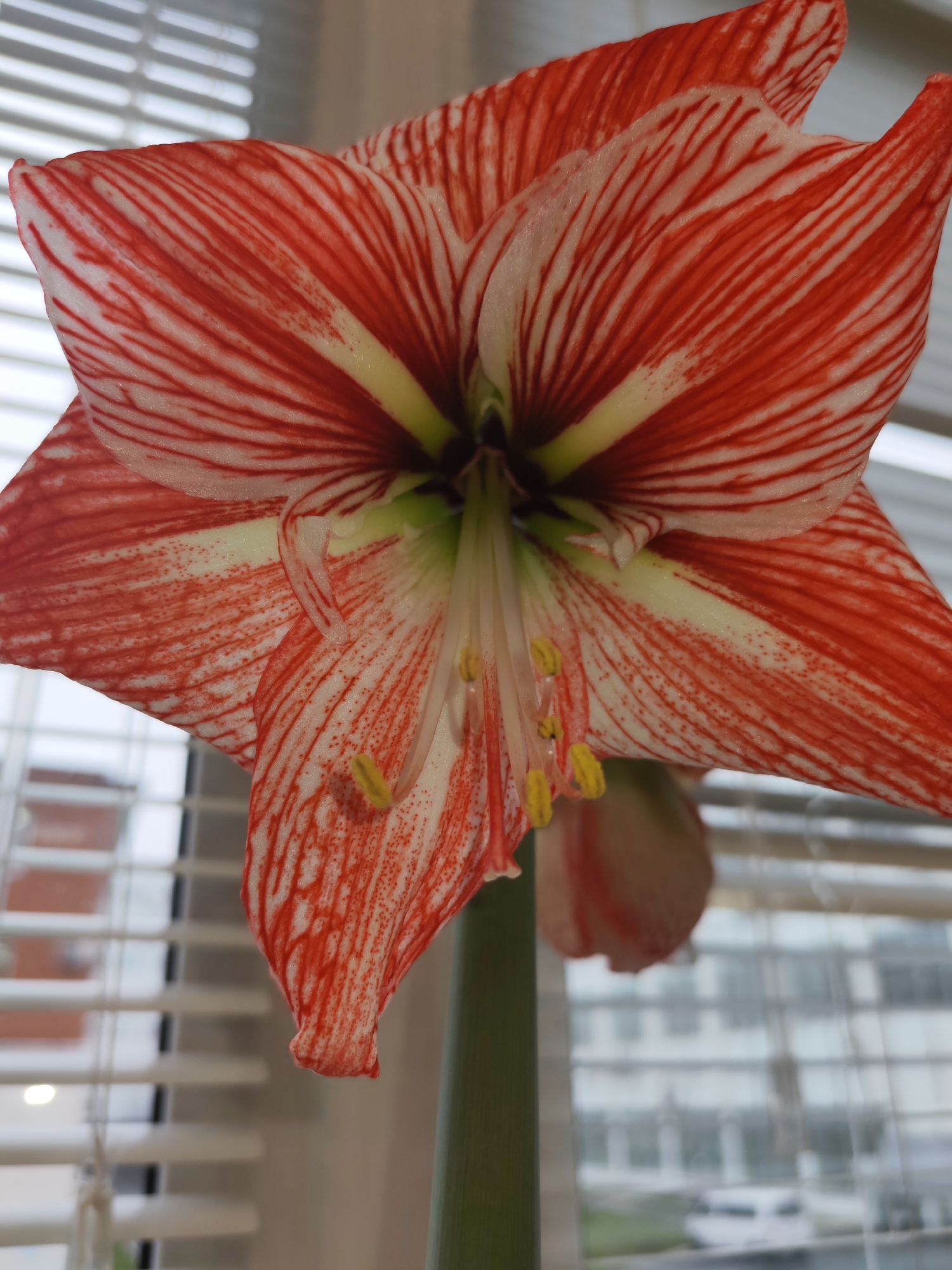 A close-up shot features a vibrant Amaryllis flower with red and white striped petals. The flower's stamen are visible, showcasing yellow pollen. The flower is in bloom, appearing to be indoors, positioned in front of a window with horizontal blinds. Outside the window, a multi-story building is visible. The location is specified as Izhevsk, Russia.