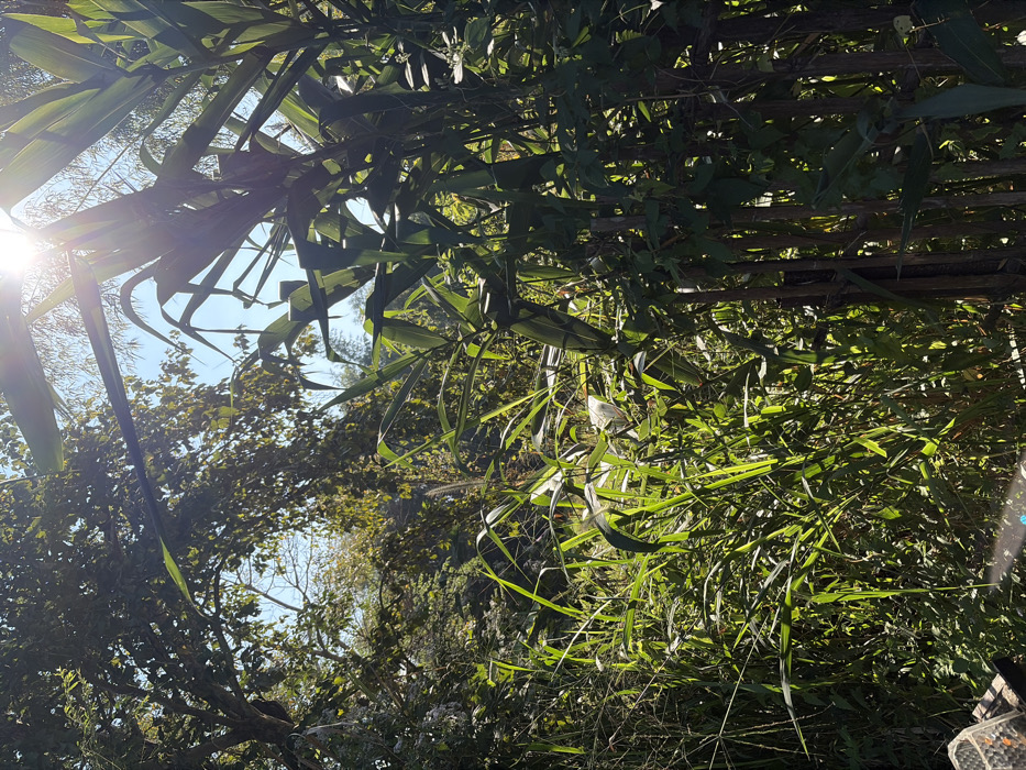 The image presents a dense arrangement of green foliage, possibly bamboo or tall grasses, dominating the frame. Sunlight filters through the leaves, creating a mix of bright highlights and deep shadows. The sky peeks through the gaps, revealing a clear blue expanse. The composition is angled upward, suggesting a perspective from the ground looking towards the sky through the vegetation. There is a white bird perched in the middle of all the green.