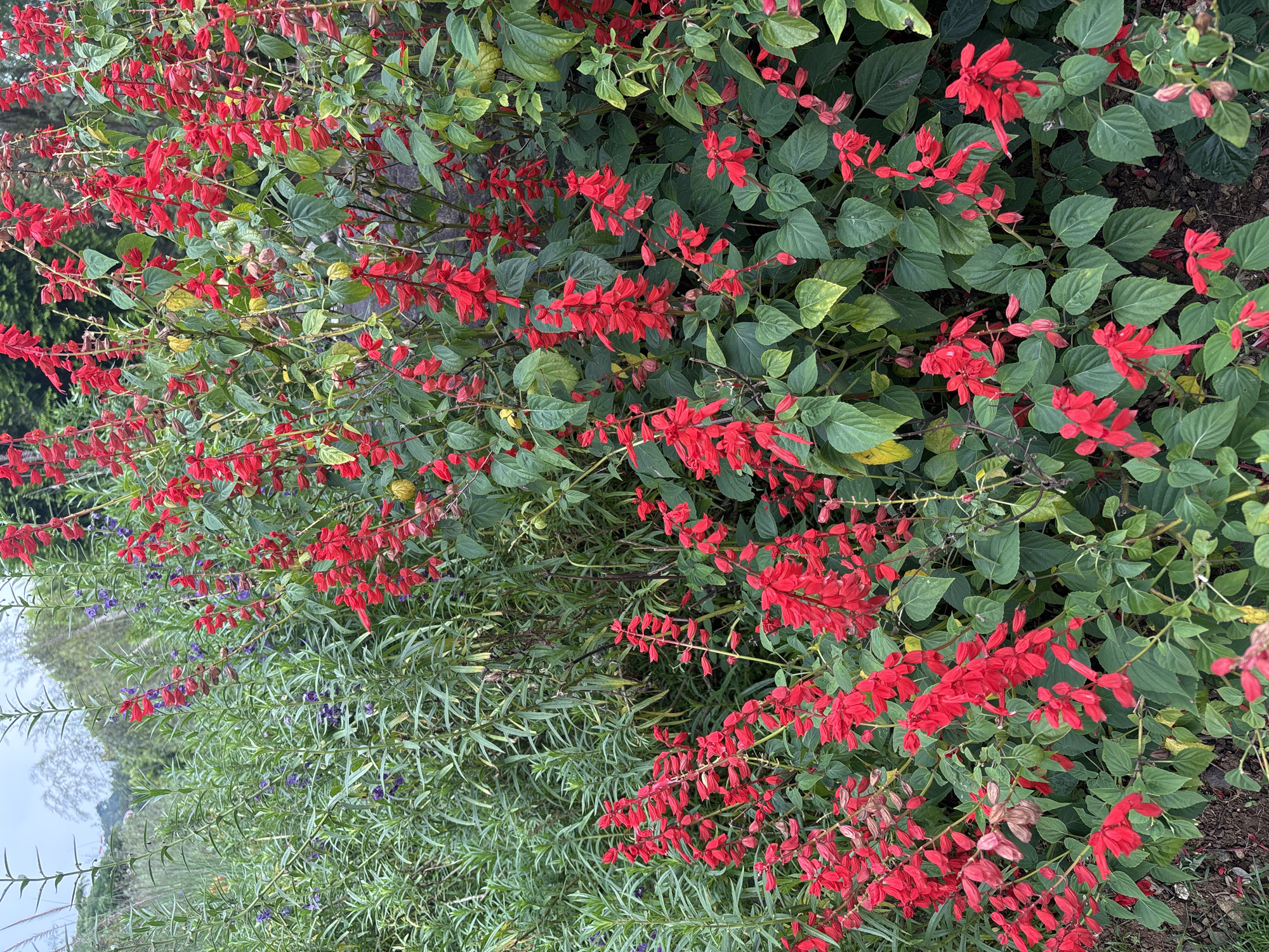 The image shows a vibrant display of red salvia flowers in Megamendung, Indonesia. The flowers are clustered on bushy plants with green leaves, creating a dense and colorful arrangement. To the left of the red salvias are plants with long, thin green leaves and occasional purple flowers. The background features a hint of a landscape with a cloudy sky.