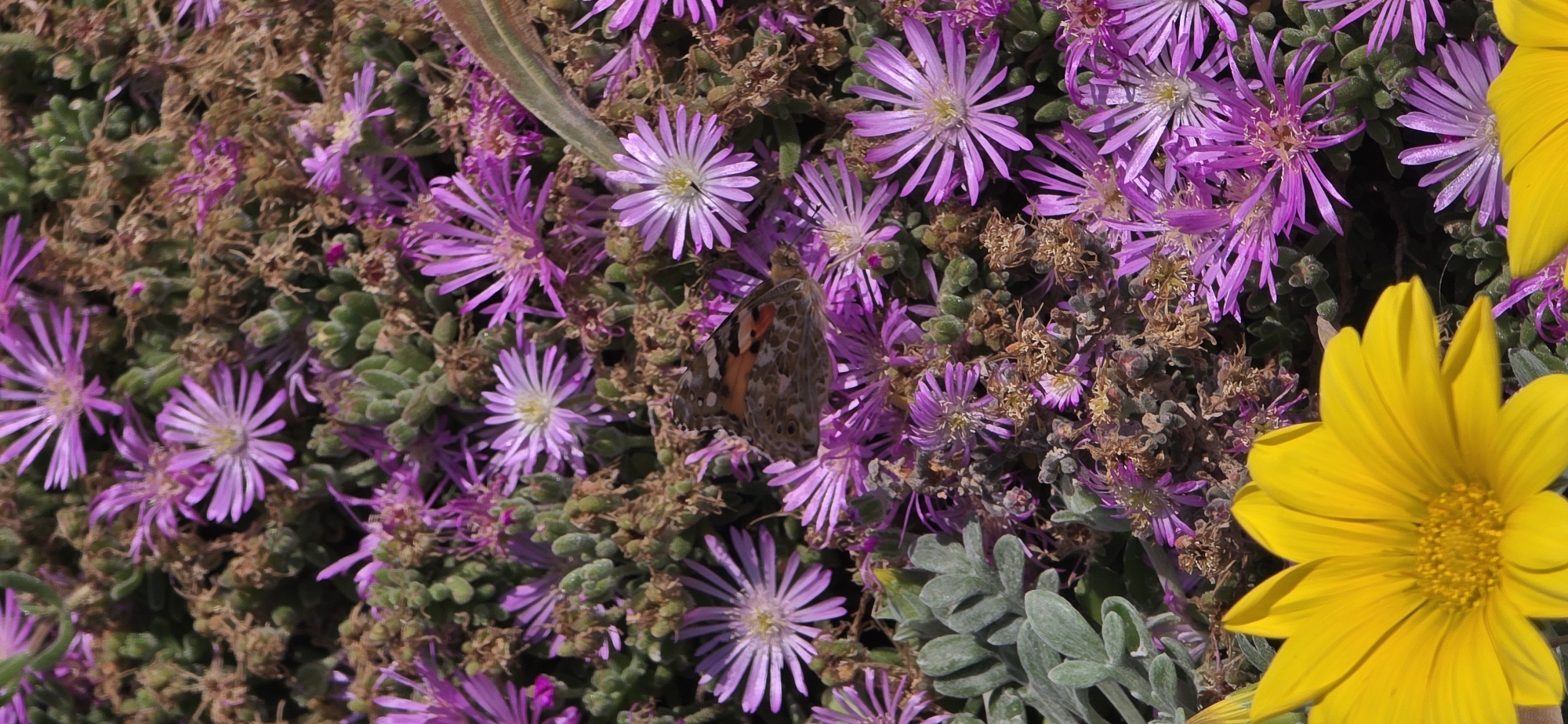 The image shows a close-up of a patch of flowers, likely in El Port De Sagunt, Spain. There are many small, light purple daisy-like flowers with white centers densely packed together, along with some small green succulent plants and some dry, brown vegetation. A Painted Lady butterfly rests on the purple flowers. In the lower right corner, there are bright yellow daisy-like flowers. The lighting suggests it is daytime.