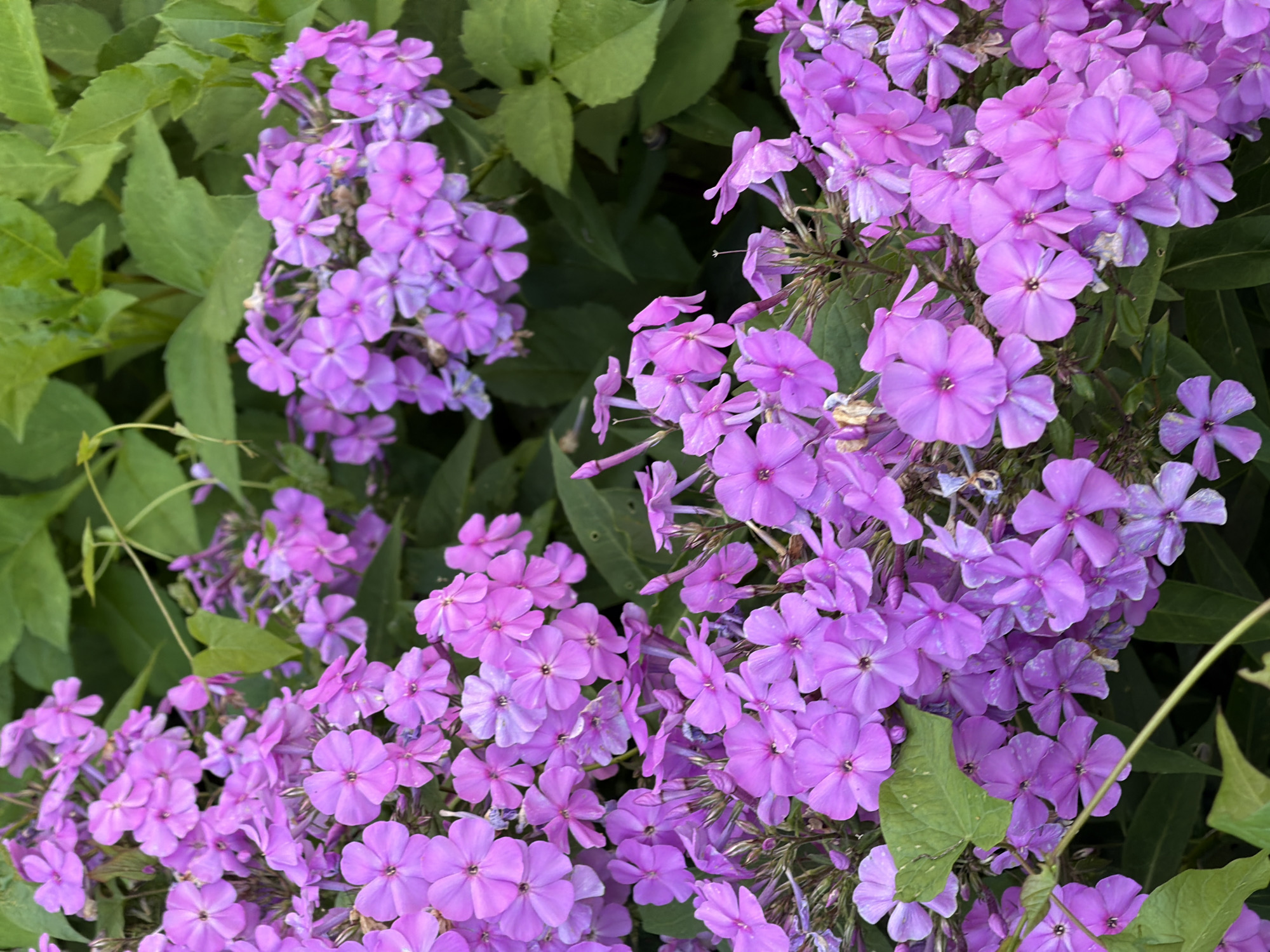 A close-up, high-angle shot captures a dense cluster of vibrant purple phlox flowers in full bloom, set against a backdrop of lush green foliage. The flowers, with their delicate five-petaled blossoms, are arranged in pyramidal clusters, some facing directly towards the camera while others are angled away. The lighting suggests an overcast or shaded environment, contributing to the soft, diffused illumination of the petals. There are no people or animals visible in the scene. The image depicts a natural garden setting, likely a part of a park, botanical garden, or private garden within Kaliningrad, Russia, given the context of the prompt.