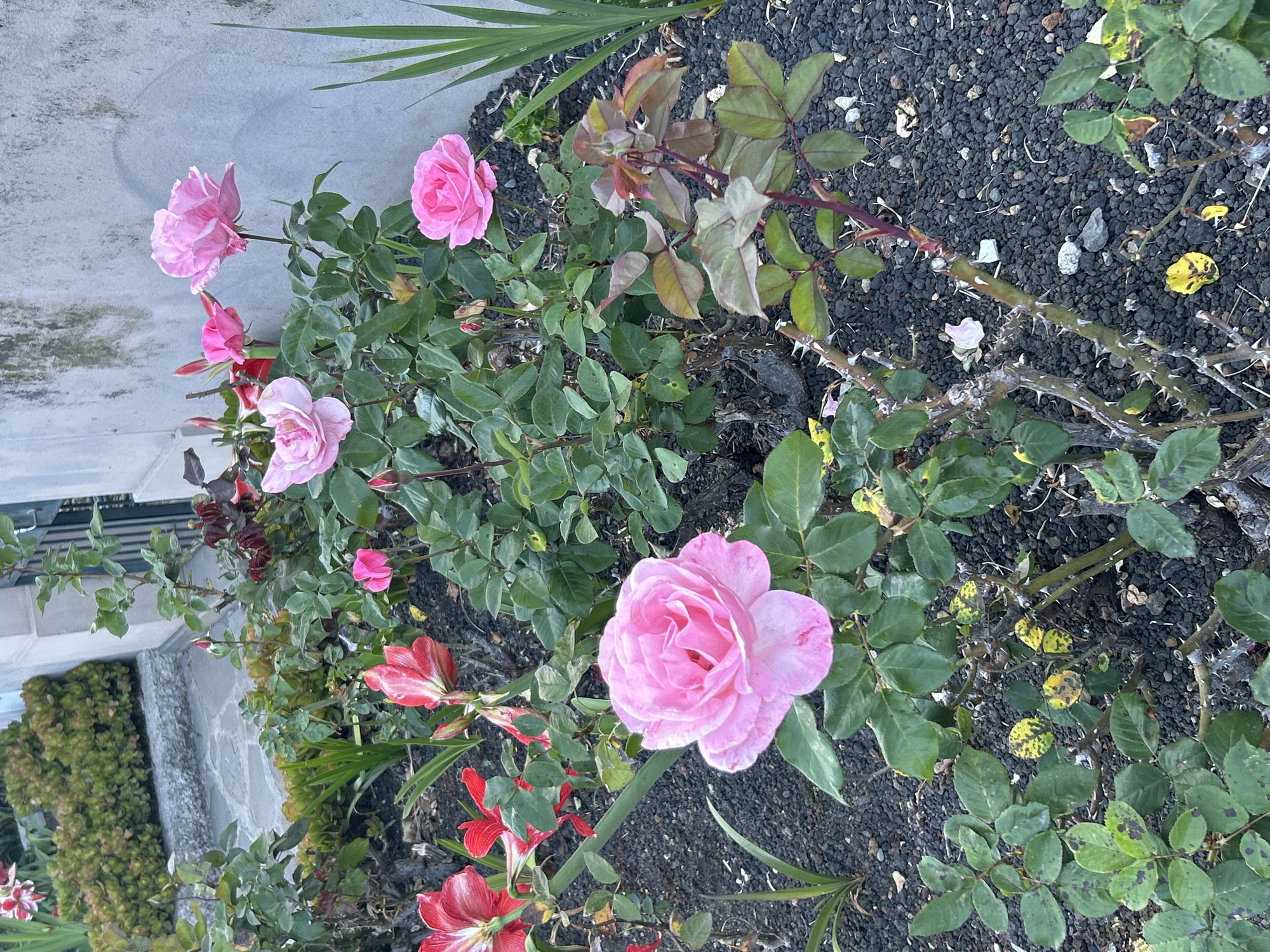 The image shows a garden bed in what appears to be a residential area. The predominant features are rose bushes with pink flowers in various stages of bloom. There are also some red and white amaryllis flowers. The ground cover consists of dark, gravelly material. The setting is likely Câmara de Lobos, Portugal, based on the user's prompt. The presence of roses and amaryllis flowers suggests a mild climate, consistent with the region. There are no people visible in the image. The focus is solely on the plants and their immediate surroundings.
