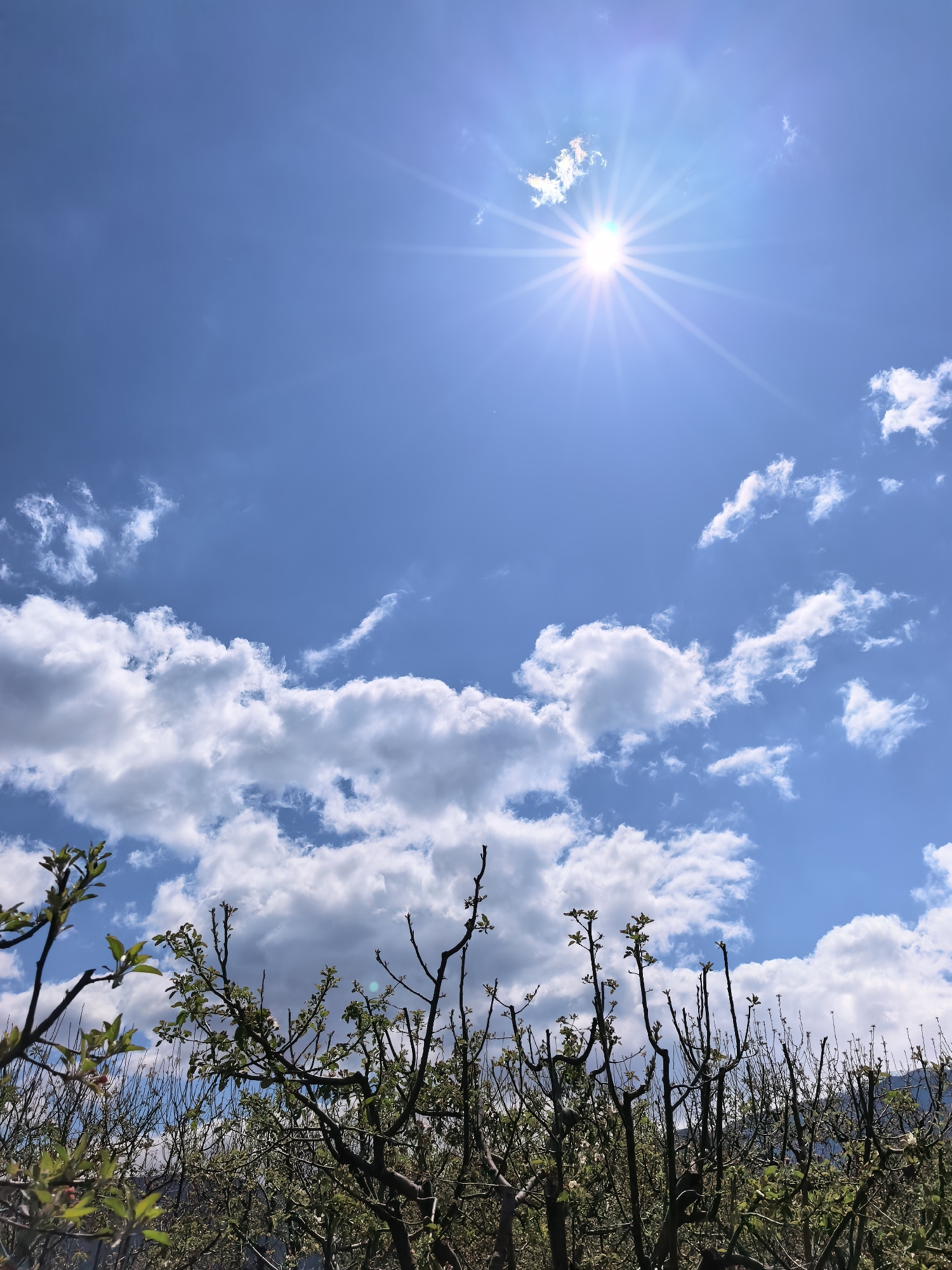 The image depicts a sunny, partially cloudy sky above what appears to be an orchard or grove of trees with sparse, early foliage. The sun is prominently positioned in the upper portion of the frame, with a radiating lens flare effect. The sky is blue, with scattered white clouds of varying sizes and densities. The trees are in the lower portion of the frame, obscuring the ground. The location is Unknown, Unknown.