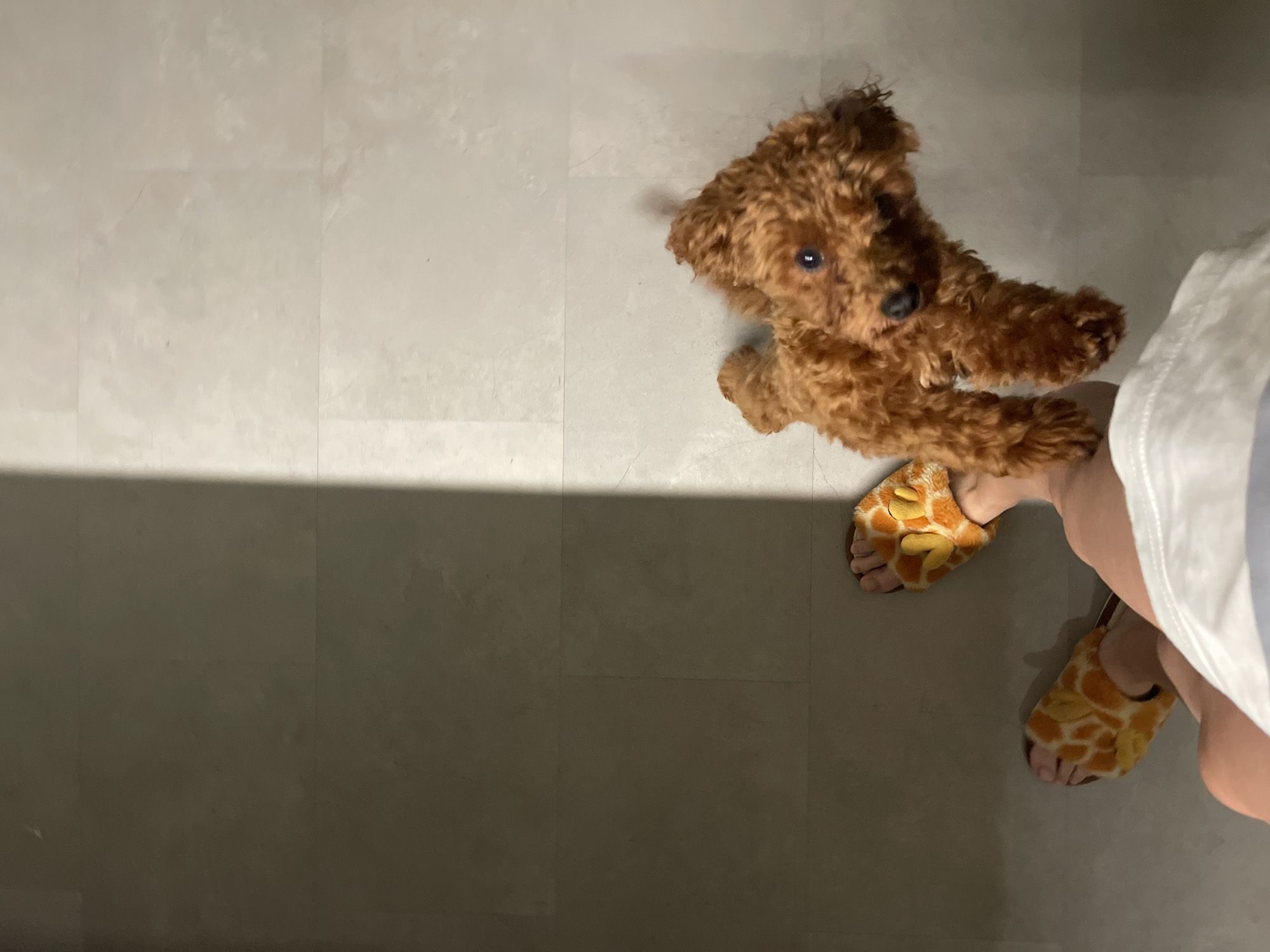 An overhead shot captures a person wearing fluffy giraffe-patterned slippers and holding a small, brown toy poodle. The poodle is positioned in the foreground, with its head tilted up and eyes looking directly at the camera. The person's legs and feet are visible, along with a portion of a white garment. The floor appears to be tiled, with a distinct shadow cast across it from an unseen light source, creating a stark contrast between the illuminated and shadowed areas. The scene suggests an indoor setting, possibly a home, with no elements indicating it is located in the city of Sofia, Bulgaria.