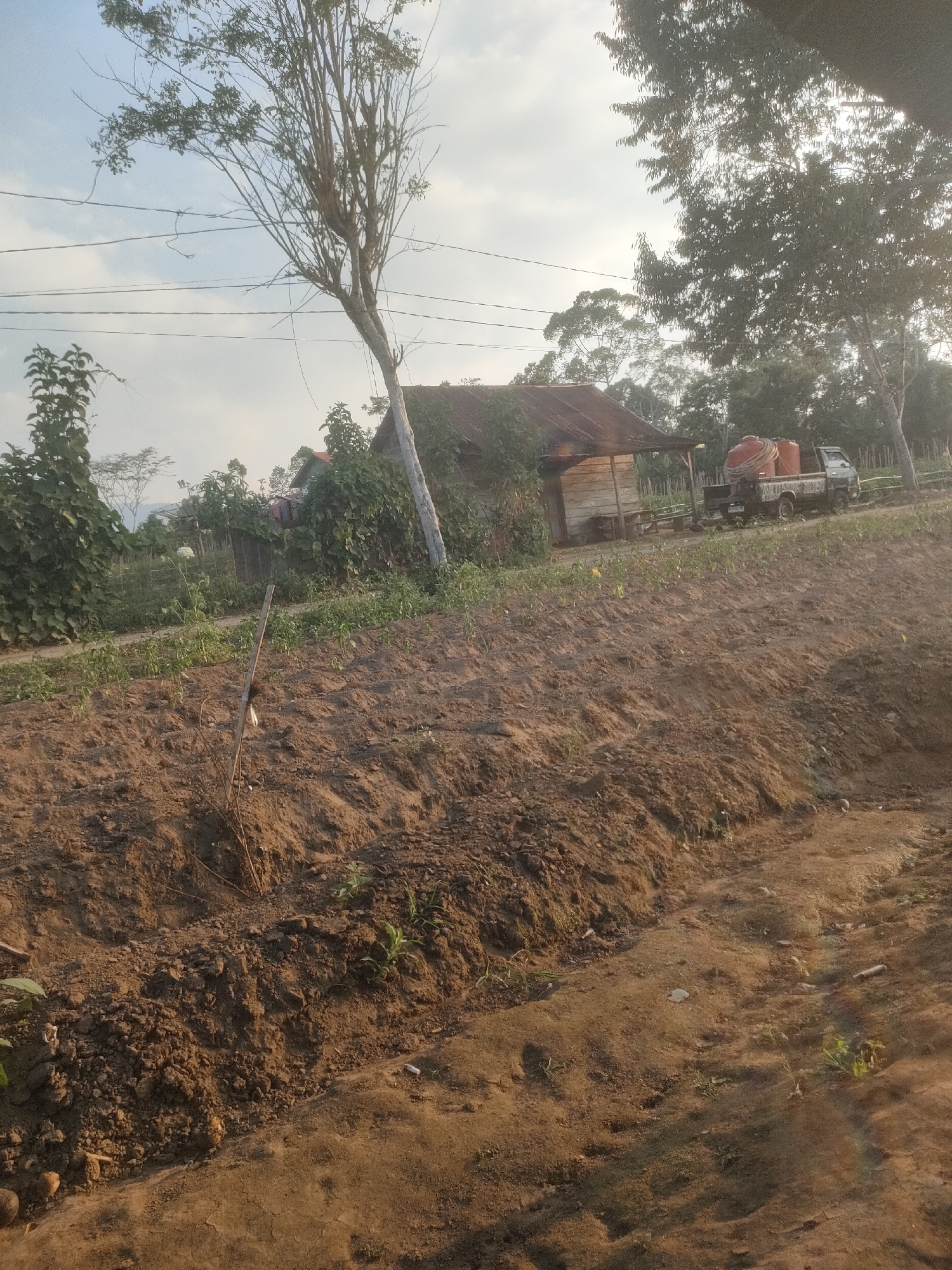 The image depicts an outdoor scene in Padang Dalom, Indonesia, likely a rural area with agricultural activity. In the foreground, there is a section of tilled soil, with some small green plants starting to grow. A thin, dry stick is planted upright in the soil. In the mid-ground, a small wooden structure with a corrugated metal roof is visible. Beside the structure, a small truck is parked, carrying two large orange tanks, possibly for water or fertilizer. Trees and vegetation surround the area, with power lines running overhead in the background. The sky is partly cloudy, and the overall lighting suggests it is either early morning or late afternoon. The ground appears to be dry and dusty.