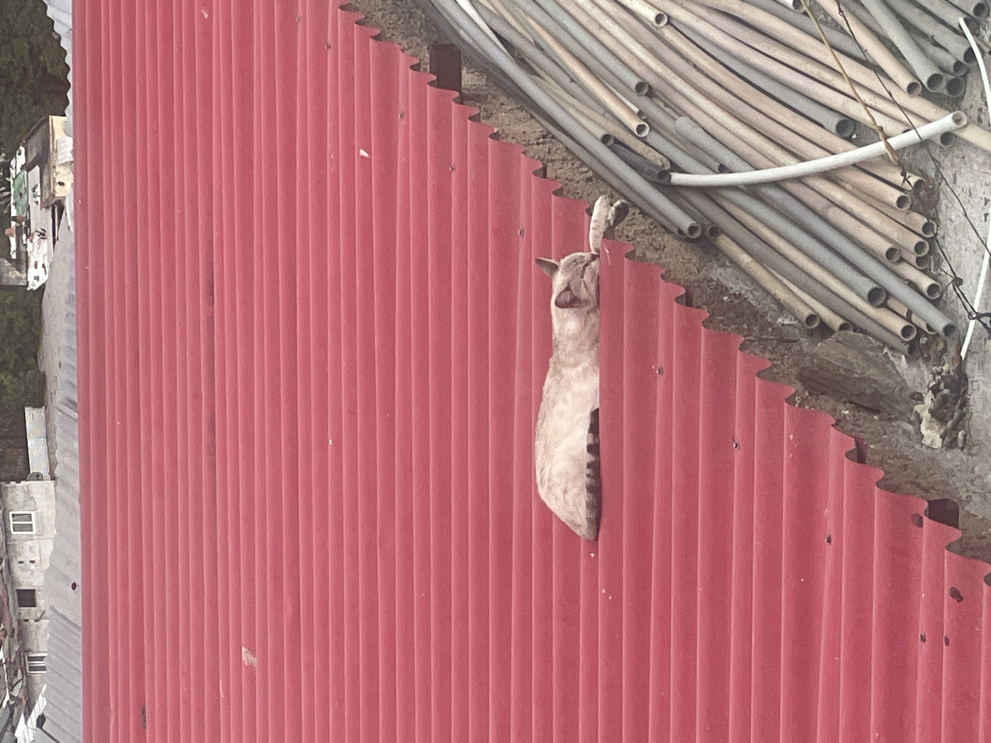 A medium shot depicts a pale tabby cat clinging to a red corrugated metal wall next to a collection of gray pipes. The cat's head is tilted upwards, and it appears to be licking or biting the edge of the wall near the pipes. The wall is slightly dirty, and the background on the left shows a blurry urban scene, possibly in Caracas, Venezuela, due to the style of building and pipes.