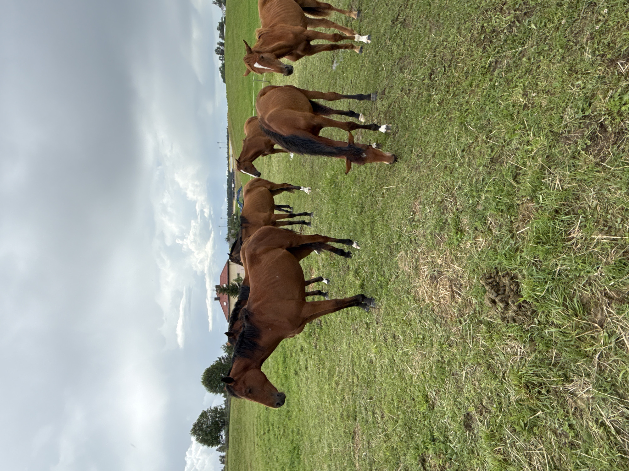 This image depicts a herd of brown horses grazing in a grassy field under a cloudy sky. In the background, a red-roofed building and some trees are visible. The scene appears to be a rural area, possibly a farm or pasture, consistent with the location in Galinė, Lithuania. The horses are positioned in various stances, with some standing and others bent down to eat. The ground is covered in green grass, with some patches of dirt and dried grass. The overall atmosphere is natural and serene.