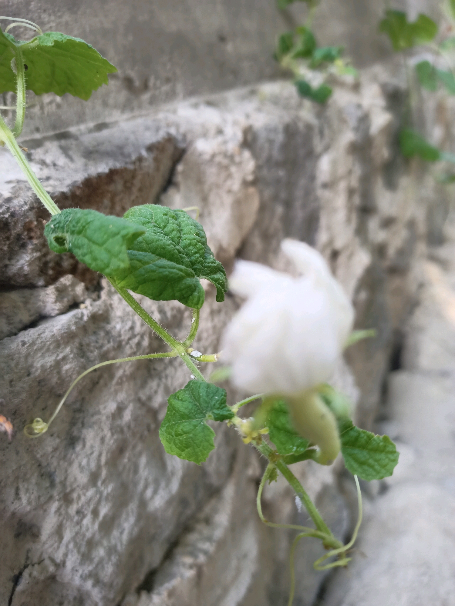 A white flower with delicate petals is in focus, located on the right side of the image. The flower is part of a green vine with serrated leaves that climbs on a rough, light-colored stone wall. Tiny white insects are visible on the stem of the vine and on the leaves. The background consists of more stone wall and out-of-focus greenery. The image appears to be taken outdoors in Karangtalun, Indonesia, likely in a garden or on a building exterior.