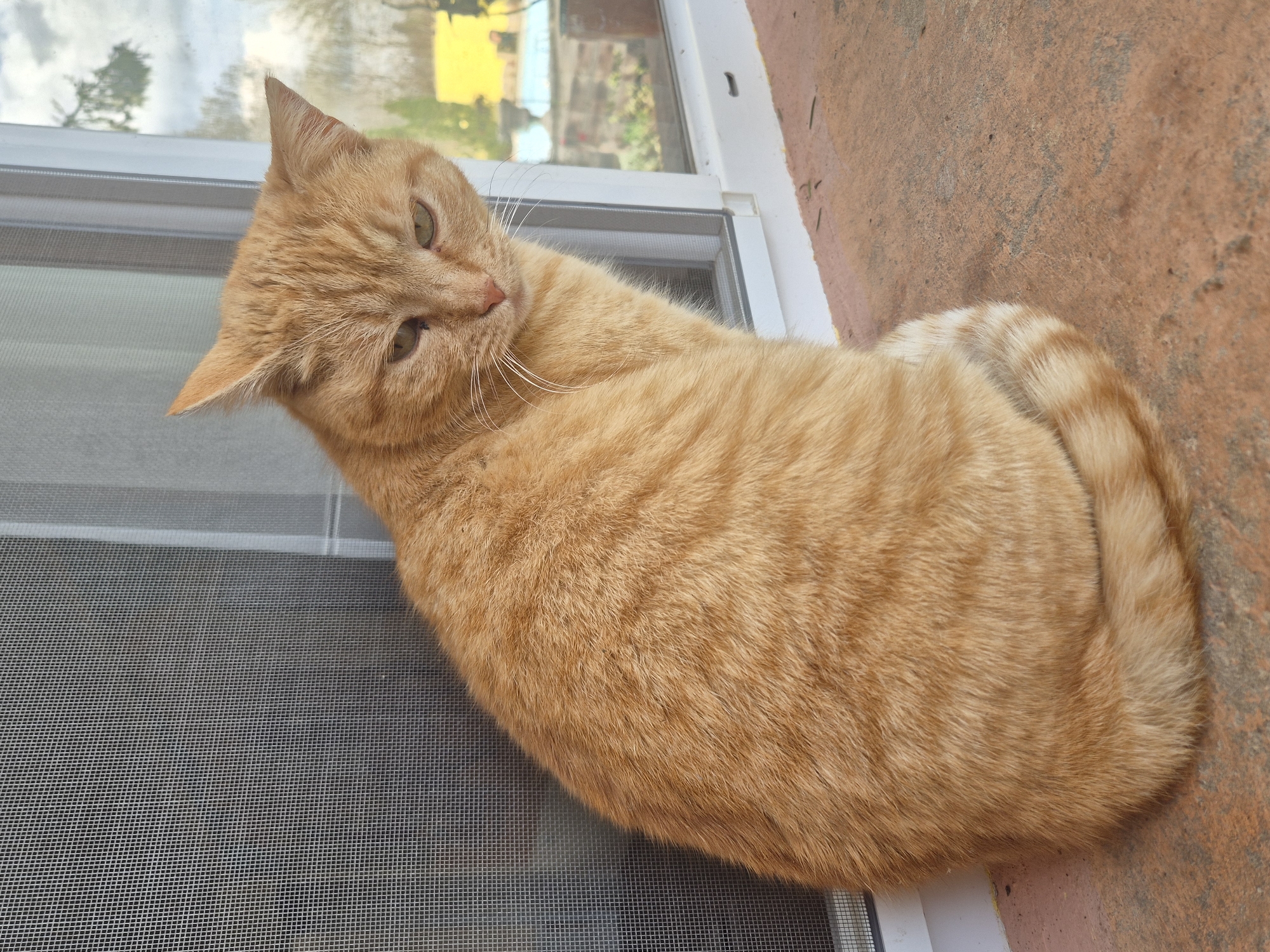 A ginger tabby cat lies curled up on what appears to be a windowsill or ledge. The cat is positioned partly on a screen and partly on a rough, reddish-brown surface that resembles brick or concrete. The cat's head is turned towards the viewer with a slightly curious expression. The background shows a blurred view through the window, suggesting a residential area with hints of green vegetation and a building with a yellow wall.
The location is not discernable from the image.