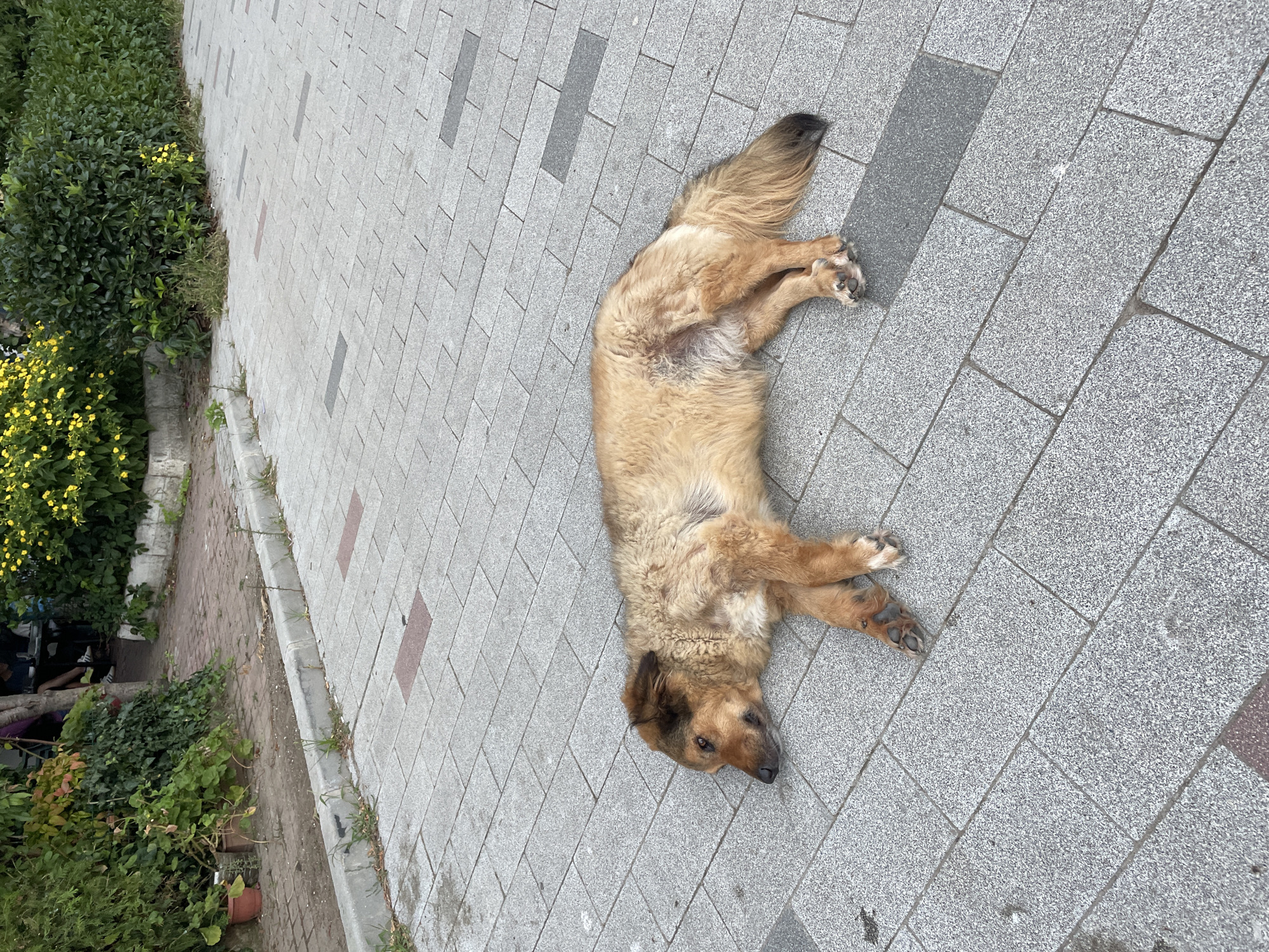 A medium-sized, tan-colored dog with long fur is lying on its side on a paved sidewalk in Kadıköy, Turkey. The dog is resting its head on the ground, with its eyes partially closed. Its legs are stretched out, and its tail is curled up. The sidewalk is made of light gray rectangular pavers with darker gray and reddish-brown inset rectangles. In the background, there is a curb, some greenery, and a hint of a building with people sitting at tables. The lighting suggests it is daytime.