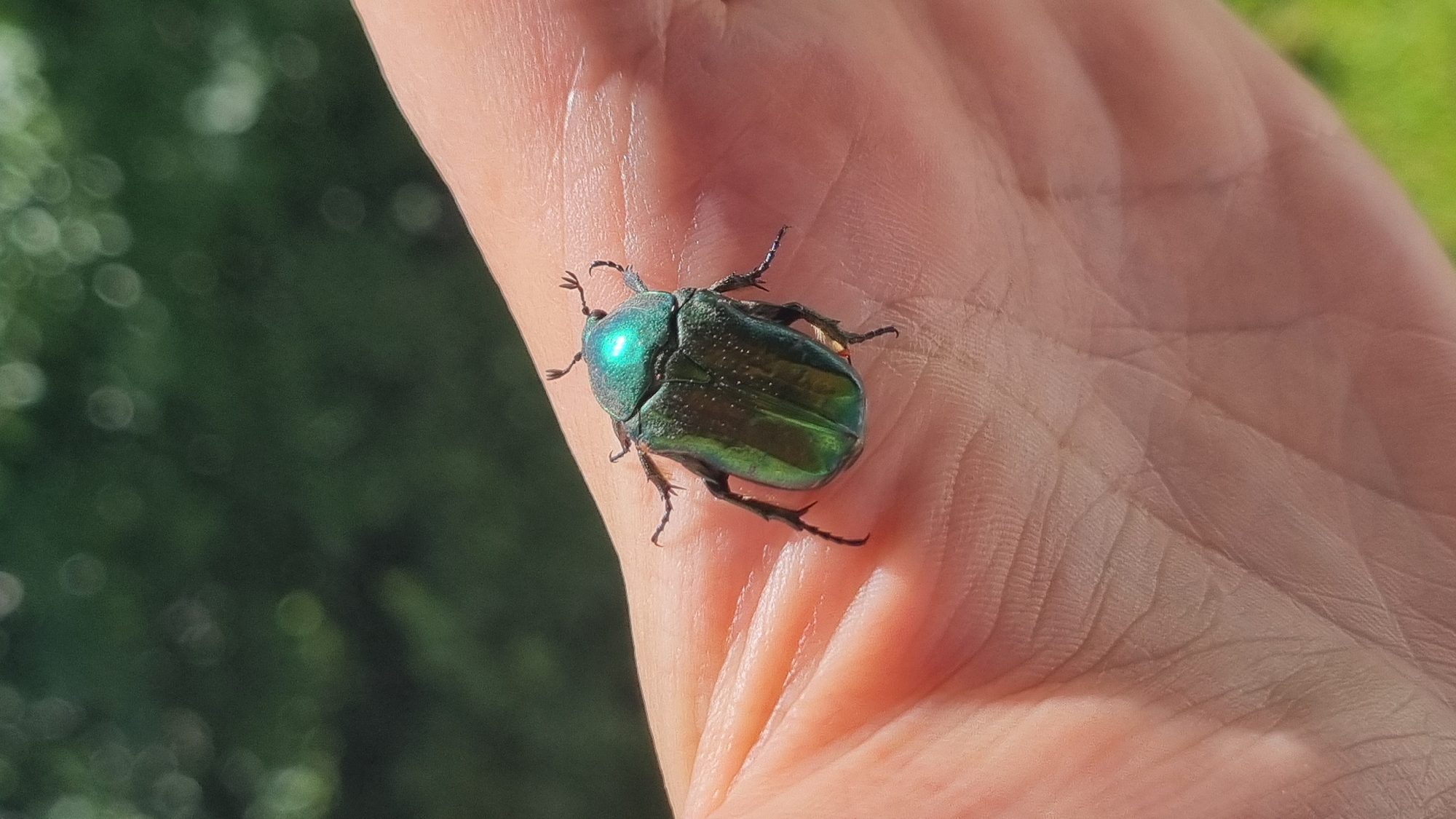 A metallic green beetle is perched on the palm of a person's hand. The beetle has a shiny, iridescent carapace that reflects the light. Its legs are spread out, gripping the skin. The hand appears to be pale and has visible lines and texture. The background is blurred, showing green foliage, suggesting an outdoor setting. The image was taken in Verzilovo, Russia.