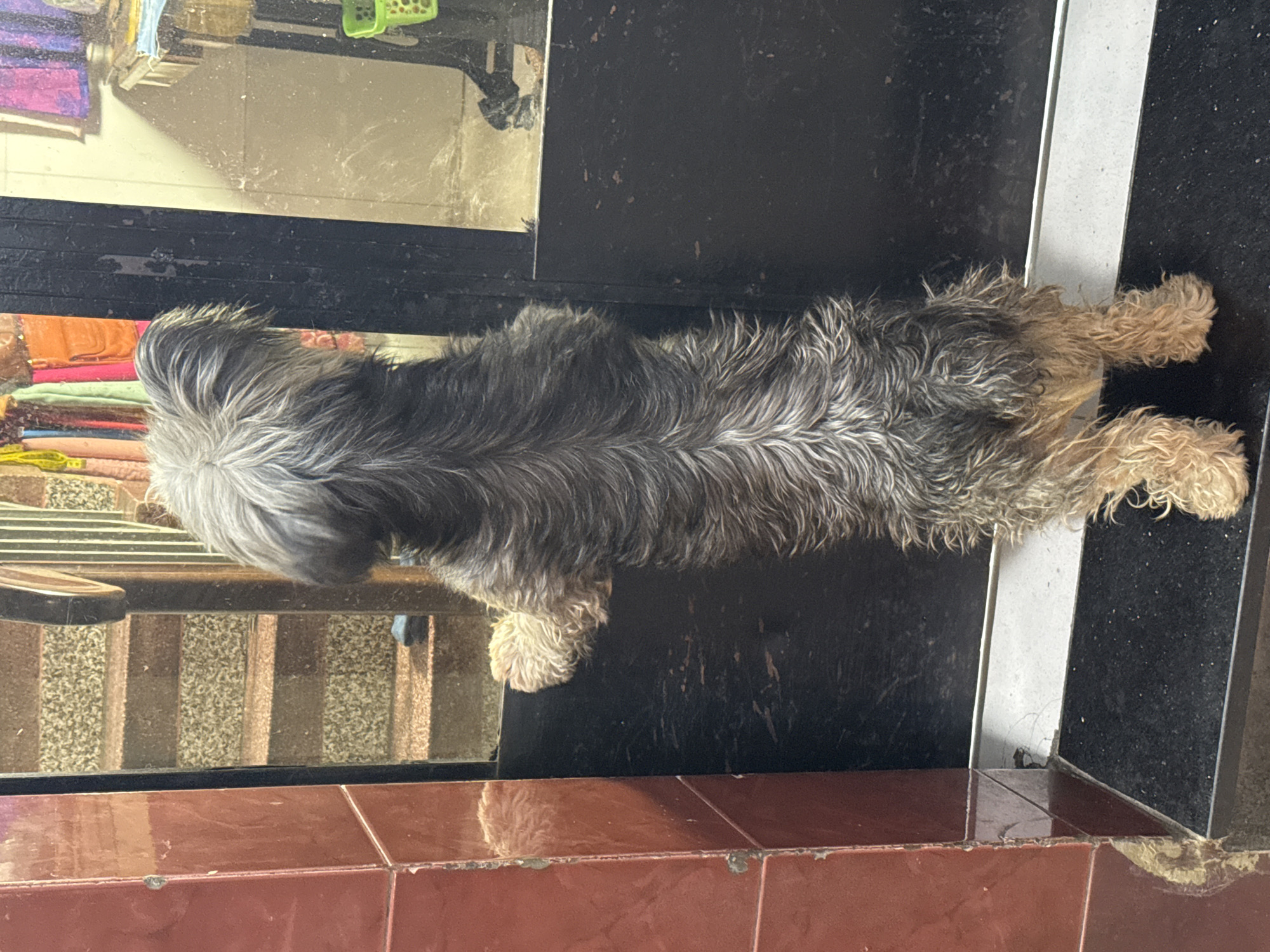 A small, shaggy, gray and tan dog stands on its hind legs, resting its front paws on a dark-colored door frame. The dog's rear is facing the camera. The background shows a staircase with speckled carpeted steps, a red tiled wall on the left, and a window or glass door on the right reflecting a room with a table and colorful fabric. The scene appears to be an indoor or entryway area.