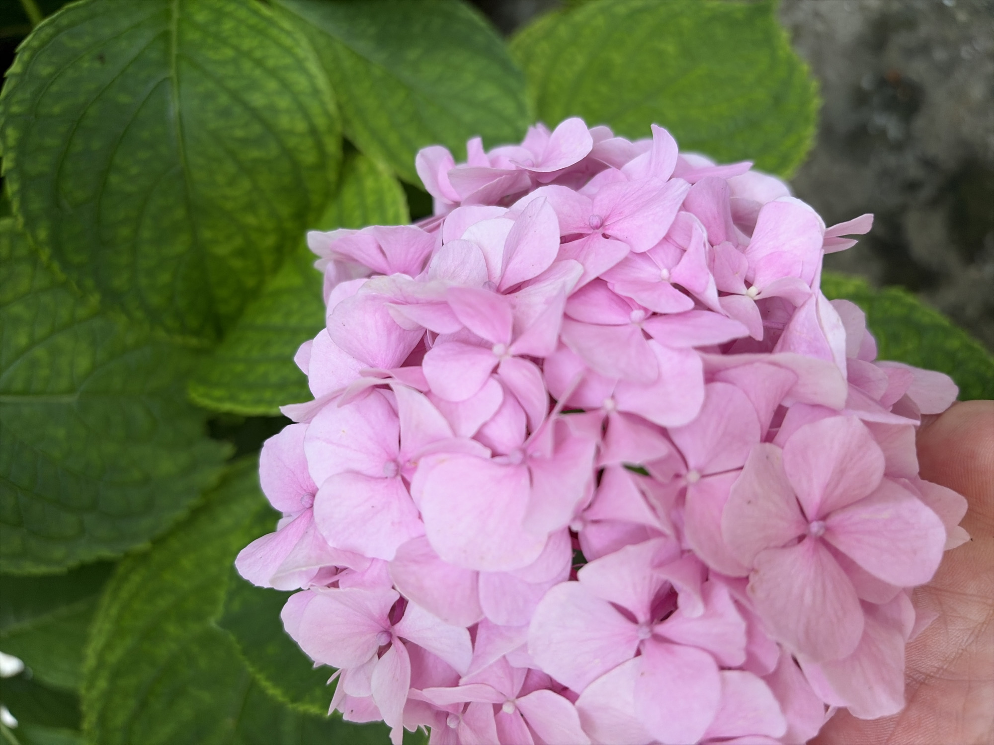 A close-up, overhead shot of a cluster of light pink hydrangea flowers is featured against a background of blurred green leaves. A person's hand, gently supporting the flowers from below, is visible in the lower left corner. The scene appears to be outdoors, with natural lighting. The setting is the city of Sveti Vlas, Bulgaria.