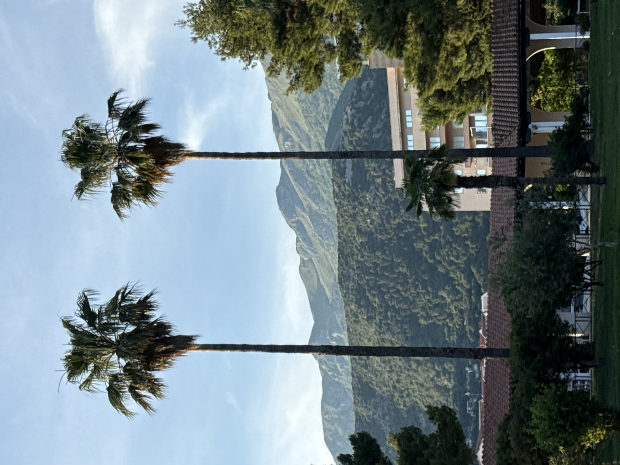 The image shows a landscape with two tall palm trees in the foreground against a backdrop of mountains and buildings. The sky is blue with some clouds. The buildings appear to be low-rise with tiled roofs. There is lush greenery, including trees, obscuring the base of the building. The location is likely in Budva, Montenegro, given the typical landscape and architecture.