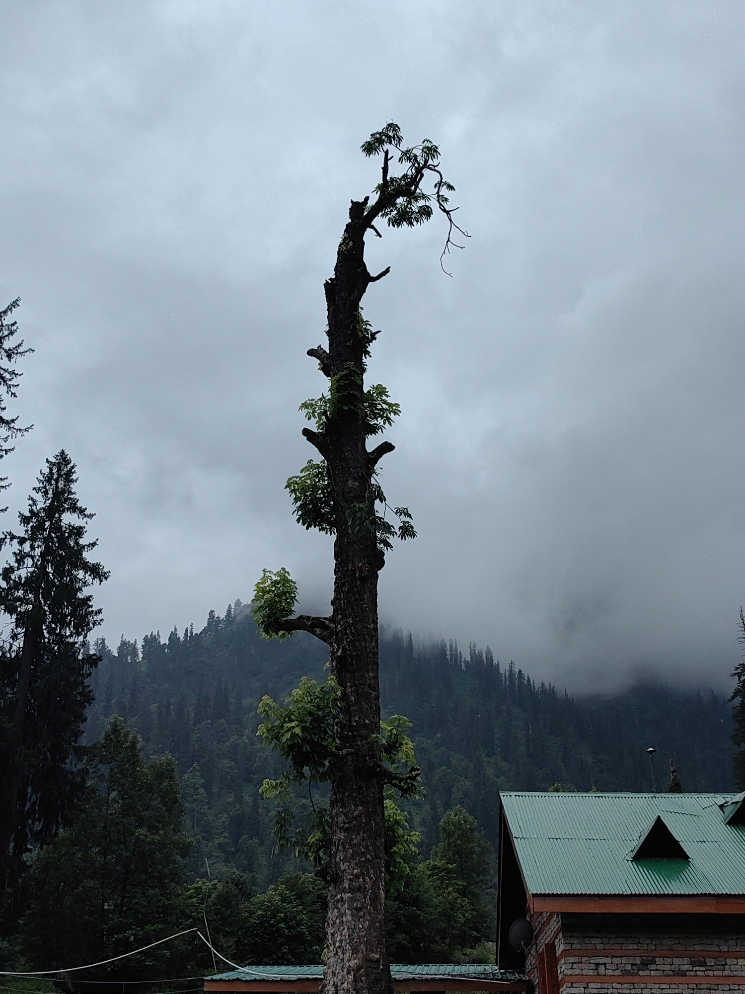 The image shows a cloudy day in Solang, India, with a prominent tall, bare tree in the foreground. The tree has a gnarled trunk and sparse green foliage at its upper branches. To the left, a dark evergreen tree is visible. In the background, a dense, dark green forest covers a mountainside that disappears into the mist. A building with a corrugated green roof and brick facade is partially visible in the lower right corner. The overall atmosphere is somber and natural, with a hint of human habitation.