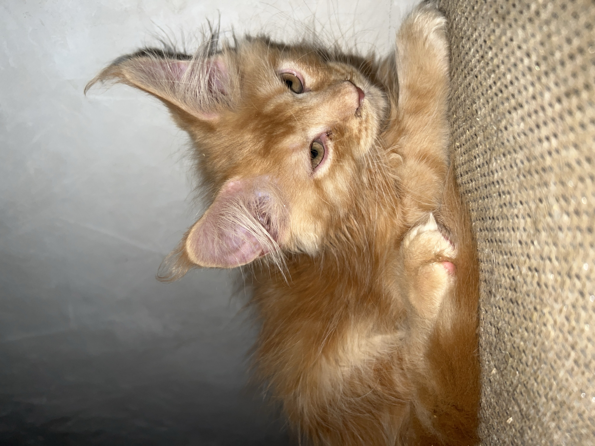 An orange kitten is lying down on a tan, woven surface. The kitten is facing to the right, with its head turned slightly down and to the right. Its eyes are partially closed, and its ears are pointed upwards. The kitten has long, tufted fur, especially around its ears and neck. The background is a textured, light-colored wall with a gradient of light and dark gray, suggesting a diffused light source from the left. The lighting casts subtle shadows. The kitten's front paws are tucked beneath its body, with one paw visible and showing pink toe beans and nails.