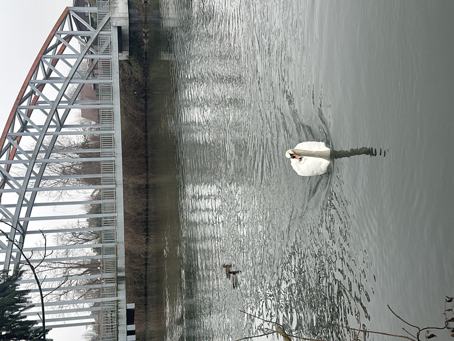 The scene depicts a river in Schiltigheim, France, under an overcast sky. In the foreground, a white swan with an orange beak and a black knob swims towards the viewer, generating a visible V-shaped wake on the grey water. Further in the midground and to the left of the swan, two ducks are present on the water, with one appearing to be a male mallard. Spanning the river in the midground is a light-colored metal truss bridge, characterized by a curved upper chord, vertical and diagonal structural members, and a pedestrian walkway with railings. The riverbanks beneath the bridge are densely covered with brown, dormant shrubbery. In the background, numerous bare deciduous trees line the bank, behind which several residential buildings with pitched roofs are visible. Bare branches from an unseen tree extend into the frame from the left foreground.