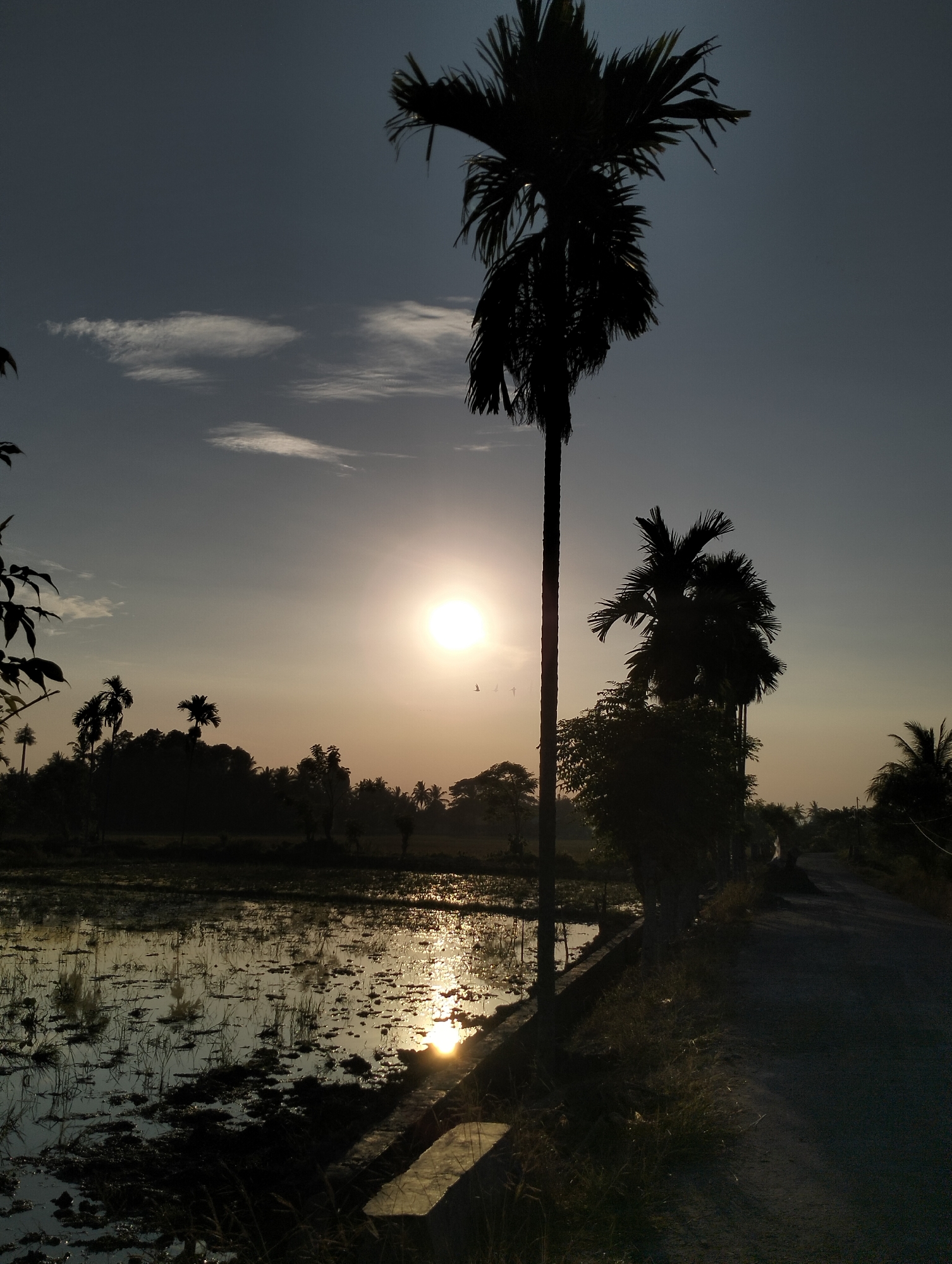 This is a silhouette photograph taken at sunset in Meunasahalue, Indonesia. The sun is a bright, intense orb low in the sky, casting a warm glow and reflecting off a flooded rice paddy in the foreground. The paddy is partially obscured by dark, silhouetted vegetation and some areas of exposed soil. A rough, paved road runs along the right side of the frame, bordered by dry grass and more vegetation. Tall palm trees, also in silhouette, dominate the center and right side of the image, their fronds detailed against the dusky sky. In the distance, a line of trees creates a dark, unbroken horizon. A few small birds are visible in flight against the sky. The overall mood is serene and tranquil, capturing the quiet beauty of a rural Indonesian evening.