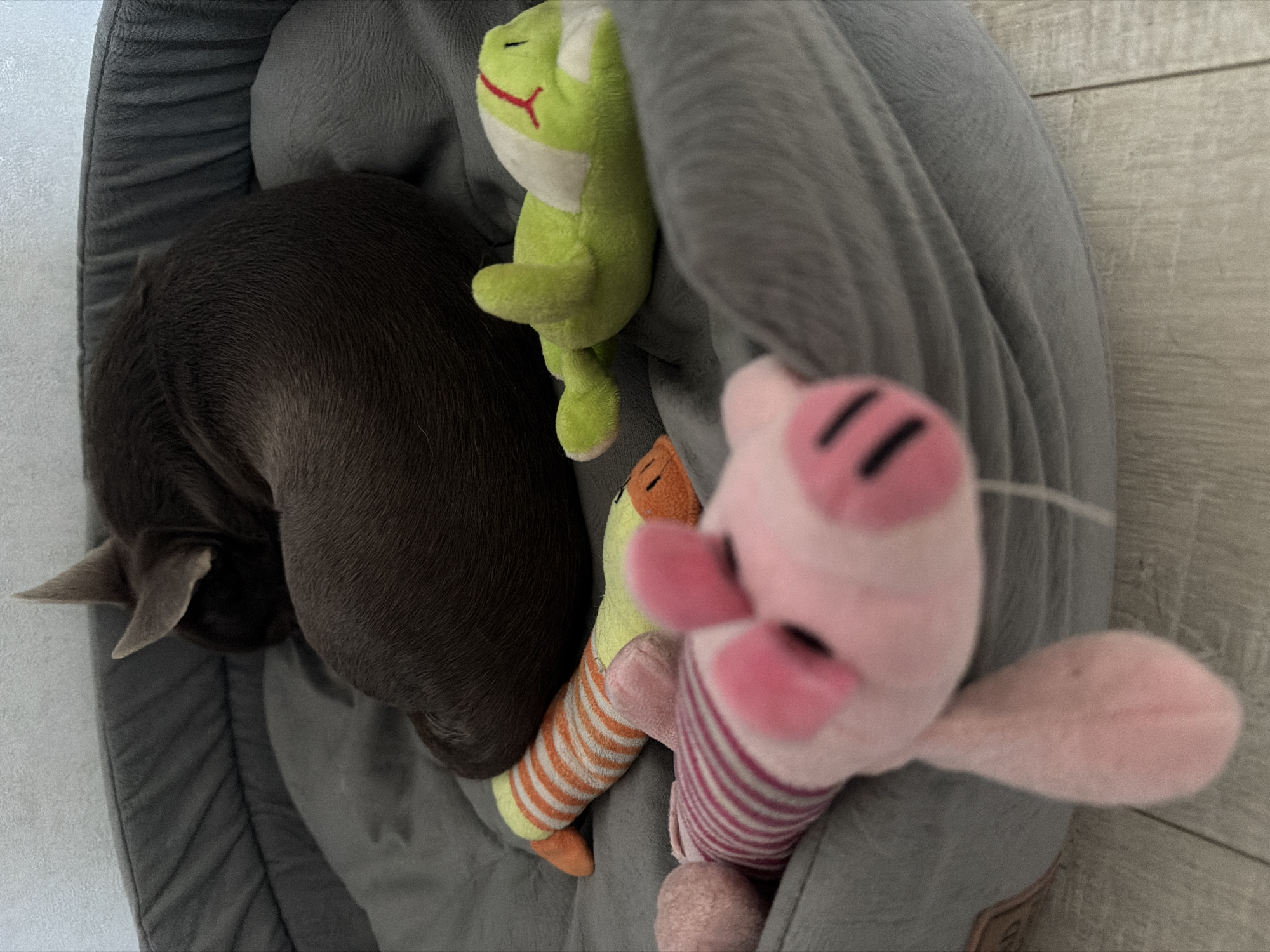A dog is sleeping in a grey dog bed with three plush toys: a green frog, an orange-and-white striped worm, and a pink pig. The dog is dark grey and curled up in a ball. The dog bed is on a light-colored wooden floor. The location is not discernible from this image.
