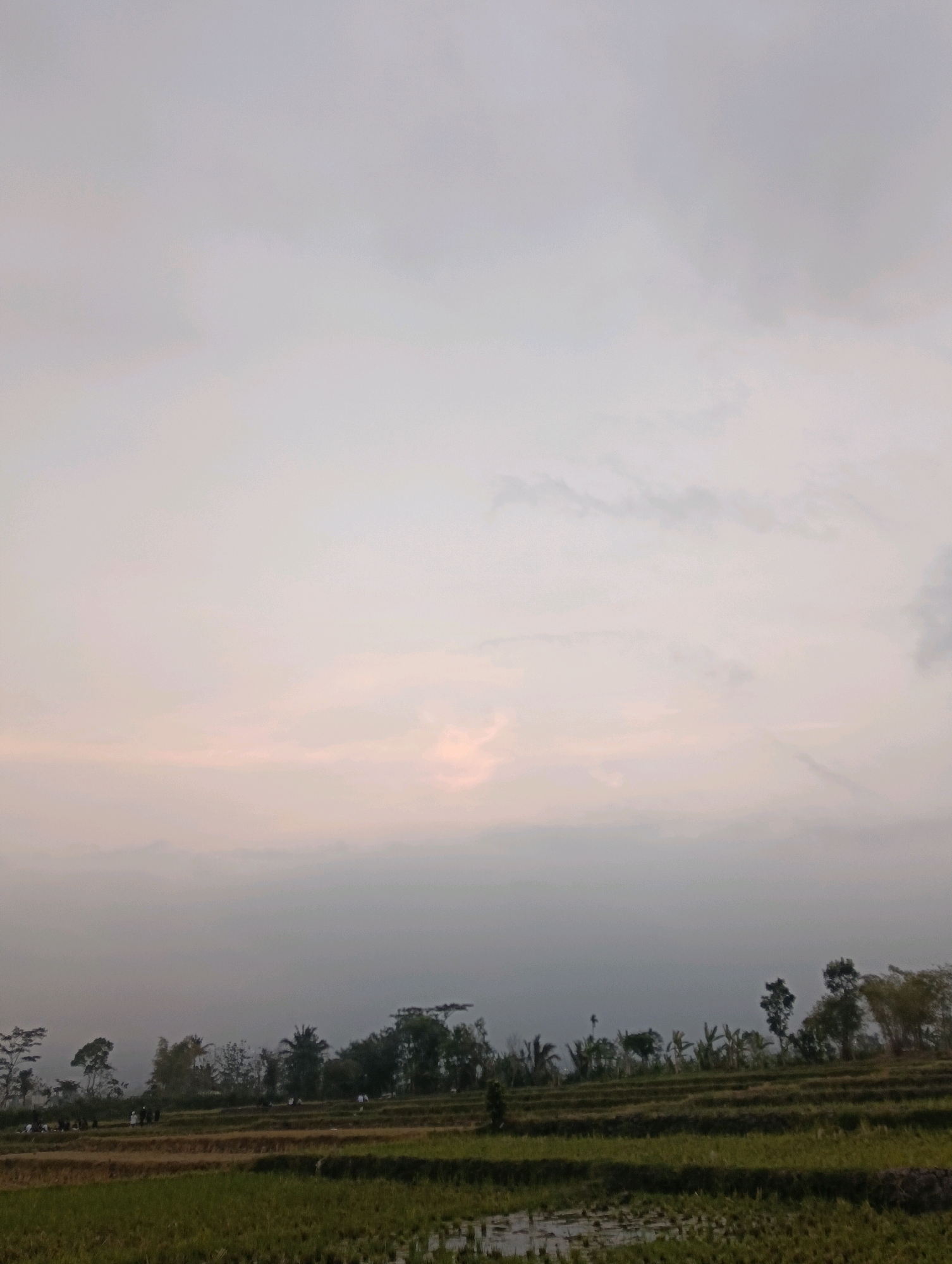 The image depicts a rural landscape in Ampeldento, Indonesia, under an overcast sky. The foreground features rice paddies, with some areas appearing dry and others holding water. In the middle ground, a group of people are visible, engaged in activities in the fields. They are scattered across the various levels of the rice terraces, some standing and others possibly working. Behind the fields, a line of trees and vegetation forms a natural border, with some taller trees interspersed among shorter ones. The sky is predominantly a light gray, with hints of pink and orange suggesting either dawn or dusk. The overall impression is one of agricultural activity in a serene, natural setting.