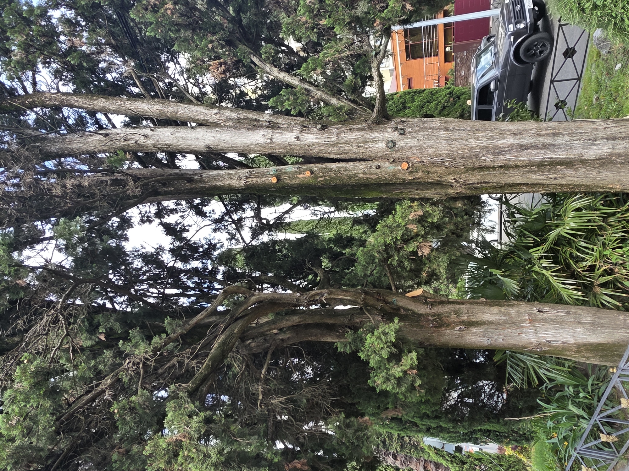 The image captures a scene on a street in Sochi, Russia. In the foreground, two large cypress trees with textured bark dominate the frame, their branches reaching towards a bright sky. The left tree has a more gnarled appearance, while the right tree is thicker and appears to have had several branches recently pruned, indicated by orange-colored circular cuts on its trunk. Lush green foliage, including palm fronds, grows around the base of the trees. A black Lada Niva SUV is parked on the right side of the road, which is paved. Behind the trees and car, an orange building with multiple windows and balconies is visible, suggesting a residential or commercial property. A metal fence runs along the edge of the property, separating it from the sidewalk and street. The overall impression is of a moderately urban environment with significant greenery.