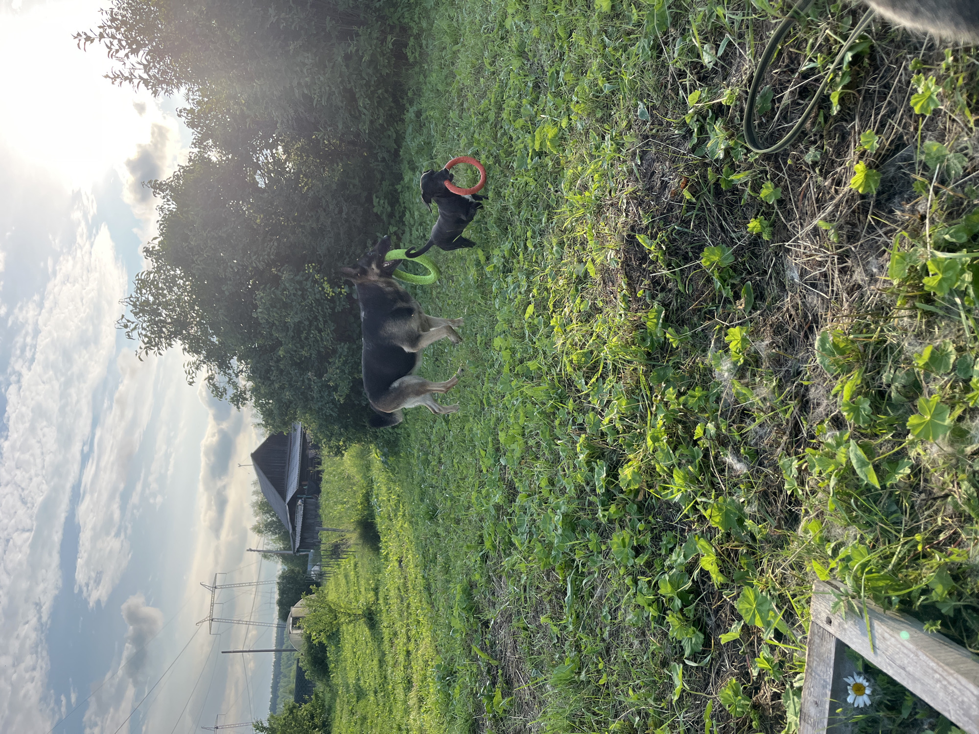 The image depicts two dogs playing with rings in a grassy, outdoor area. A German Shepherd is on the left, holding a green ring in its mouth. A smaller black dog is on the right, holding an orange ring. They are in a yard with scattered green plants and some dry grass. In the background, there are trees, a wooden fence, and a rustic building, suggesting a rural or semi-rural setting. The sky above is partly cloudy with sunlight filtering through. There are no visible people in the image.
It is not possible to determine the specific location within Nizhny Tagil, Russia based on the visual information provided in the image.