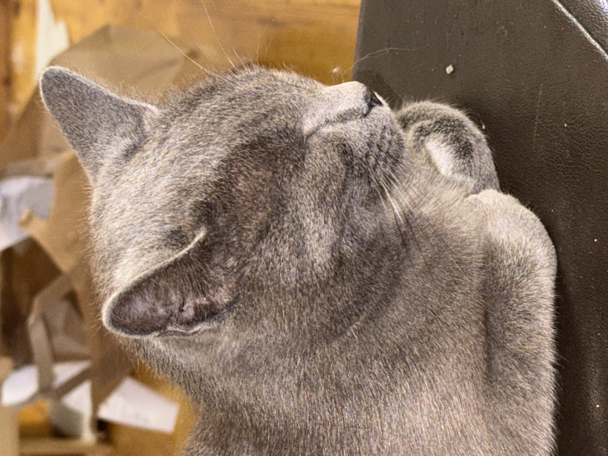 A close-up, eye-level shot shows a gray cat sleeping on a dark surface. The cat is curled up with its paws tucked beneath its chin, and its eyes are closed. The cat's fur is short and dense, and it has a slender face with prominent whiskers. The background is blurred, but it appears to be an indoor setting with wooden furniture and paper bags. The lighting is soft and natural, creating a peaceful and serene atmosphere. The image does not depict any specific location in Sofia, Bulgaria.