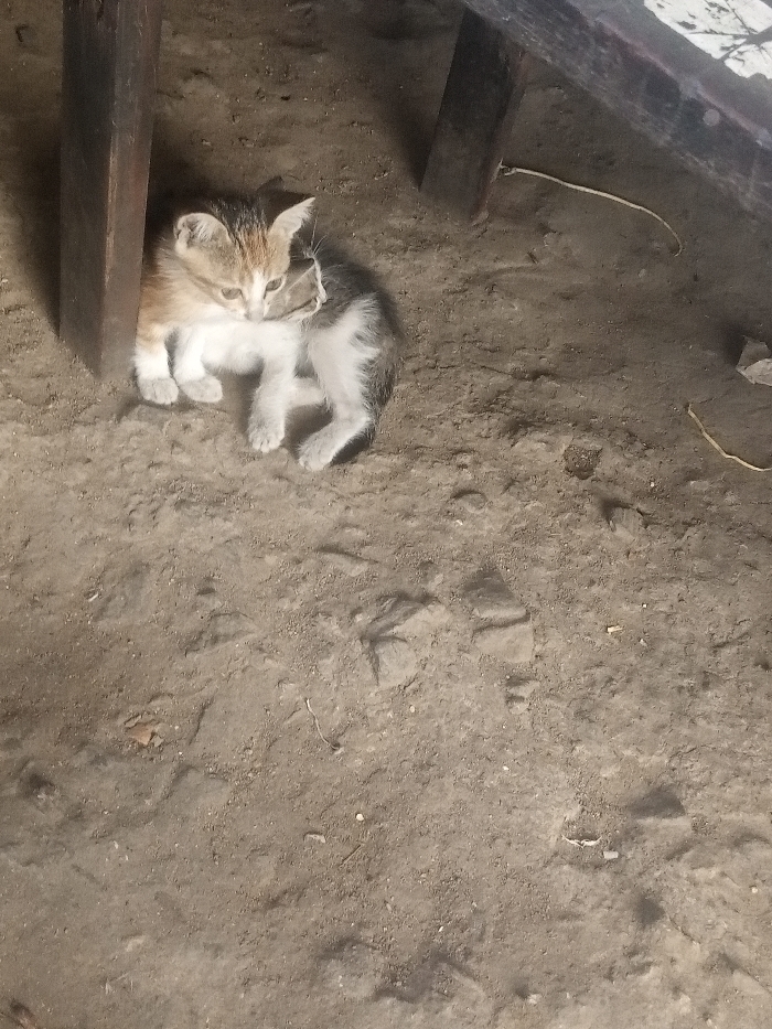 A small kitten with calico-patterned fur (white, black, and orange-tan patches) is depicted resting on a dry, light brown earthen surface in Mtopanga ward, Kenya. The kitten is positioned between two dark brown vertical wooden posts, which frame its left side. Its head is oriented downwards, facing its front paws, which are tucked beneath its body. A thin, light-colored string or fiber is visible near the kitten's head, draped over its left ear. The ground exhibits varying textures, including small stones and subtle indentations. In the upper right quadrant of the image, a dark, horizontally oriented wooden beam or plank is partially visible. The scene is illuminated by ambient light, indicative of a shaded outdoor or semi-enclosed environment.