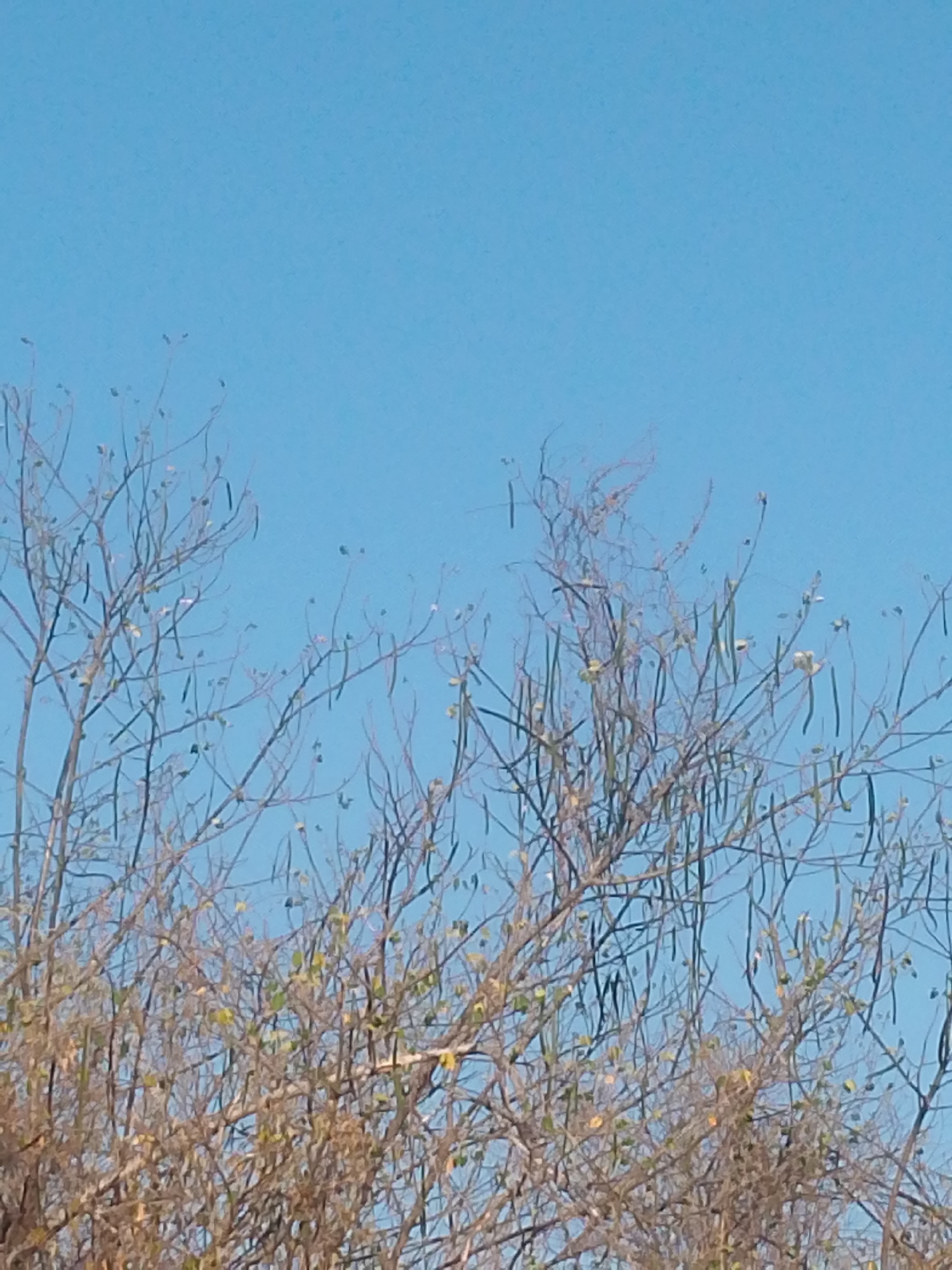 The image shows a tree with a mix of bare branches, sparse green leaves, and hanging seed pods against a clear blue sky. The tree appears to be at the end of its growing season or during a dry period. The location, according to the prompt, is Altagracia, Venezuela.