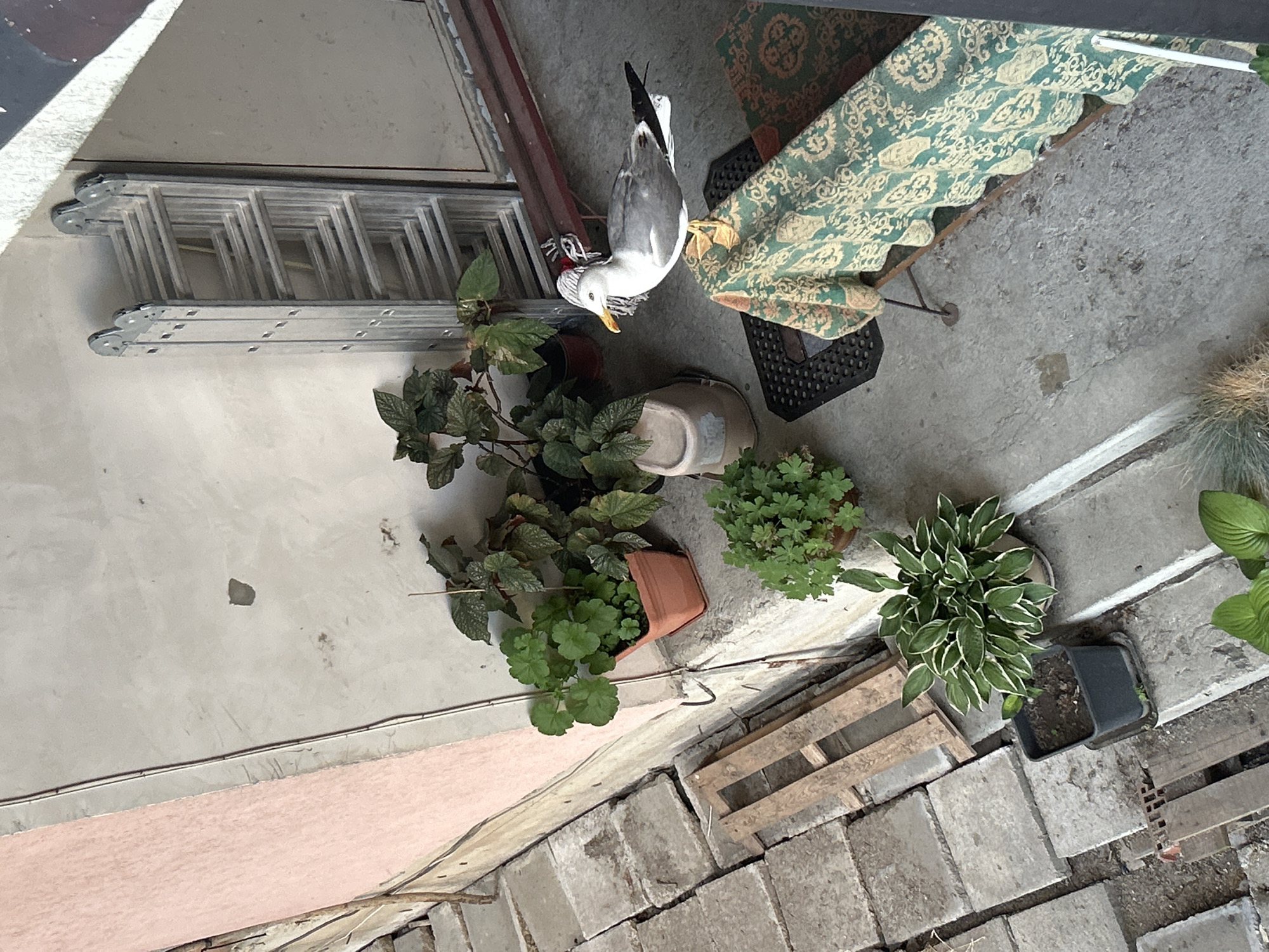 The image depicts an outdoor scene, possibly a backyard or patio area, in Burgas, Bulgaria. In the foreground, a seagull with a white and grey plumage stands on a patterned green and beige tablecloth draped over a bench. The tablecloth has intricate scrollwork designs. The seagull appears to be wearing some sort of head adornment that resembles braided white material. Behind the seagull, a stack of folded aluminum ladders leans against a wall.
To the left of the seagull, several potted plants are arranged. One is a reddish-brown pot containing a green leafy plant, likely a geranium. Another plant with variegated green and white leaves is in a dark square pot on the ground. Further to the left, a section of a pink-colored wall is visible, adjacent to a pathway made of grey stone pavers. Some wooden pallets are also present in this area. The ground is a concrete surface. The overall environment suggests a somewhat utilitarian or unkempt outdoor space.