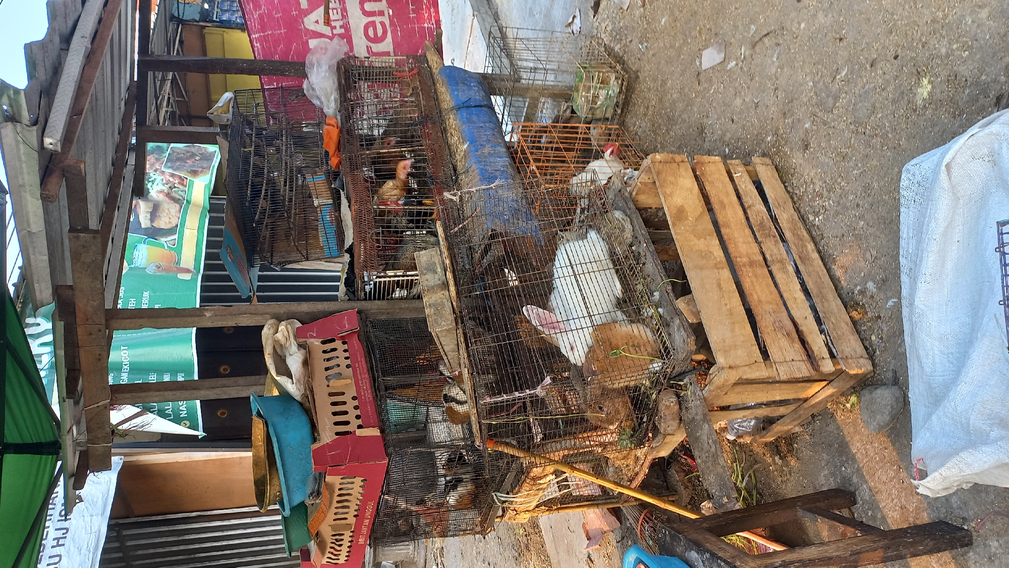 The image depicts an outdoor animal market stall in Mangunsari, Indonesia. The stall is constructed with wooden posts and a corrugated metal roof, partially covered by a green tarp. Various cages containing live animals are stacked and displayed. Prominently visible are several wire cages housing rabbits, guinea pigs, and chickens. In the foreground, a wooden crate holds more animals, and to the left, a blue plastic basin sits on a red cardboard box. A large white tarp is spread on the ground in the lower portion of the frame. The ground is paved with concrete and dirt. The overall scene suggests a vendor selling live poultry and small animals.