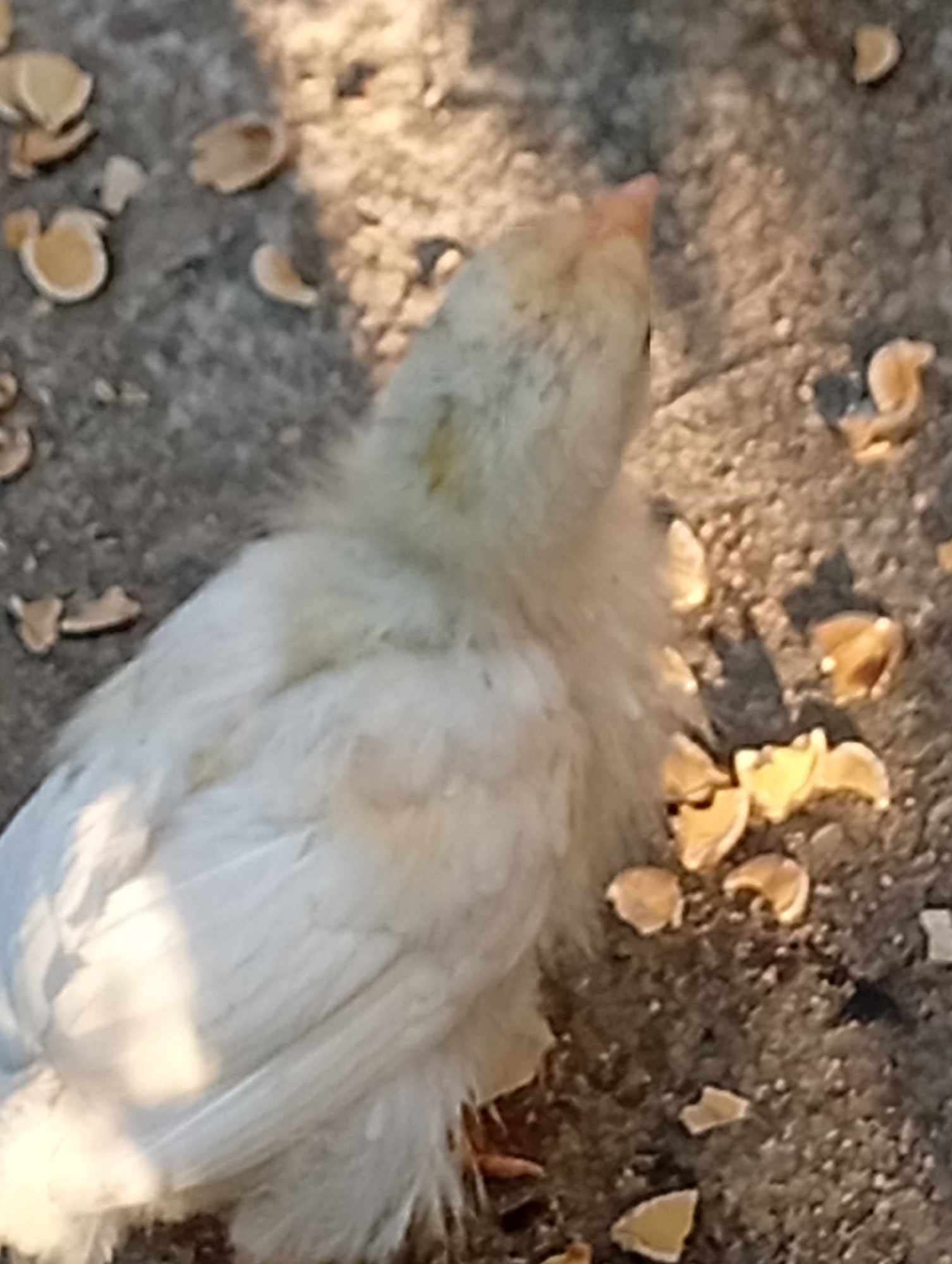 A close-up, high-angle shot captures a young, fluffy white chick standing on a rough, grey concrete surface. The chick is facing away from the camera, with its head turned to the right, revealing a pink beak. The ground is littered with small, light-colored fragments, possibly pieces of feed or shell, scattered around the chick. The lighting suggests it is daytime, with shadows cast on the ground, indicating the sun is shining from the left. The scene is devoid of any human presence or interaction.