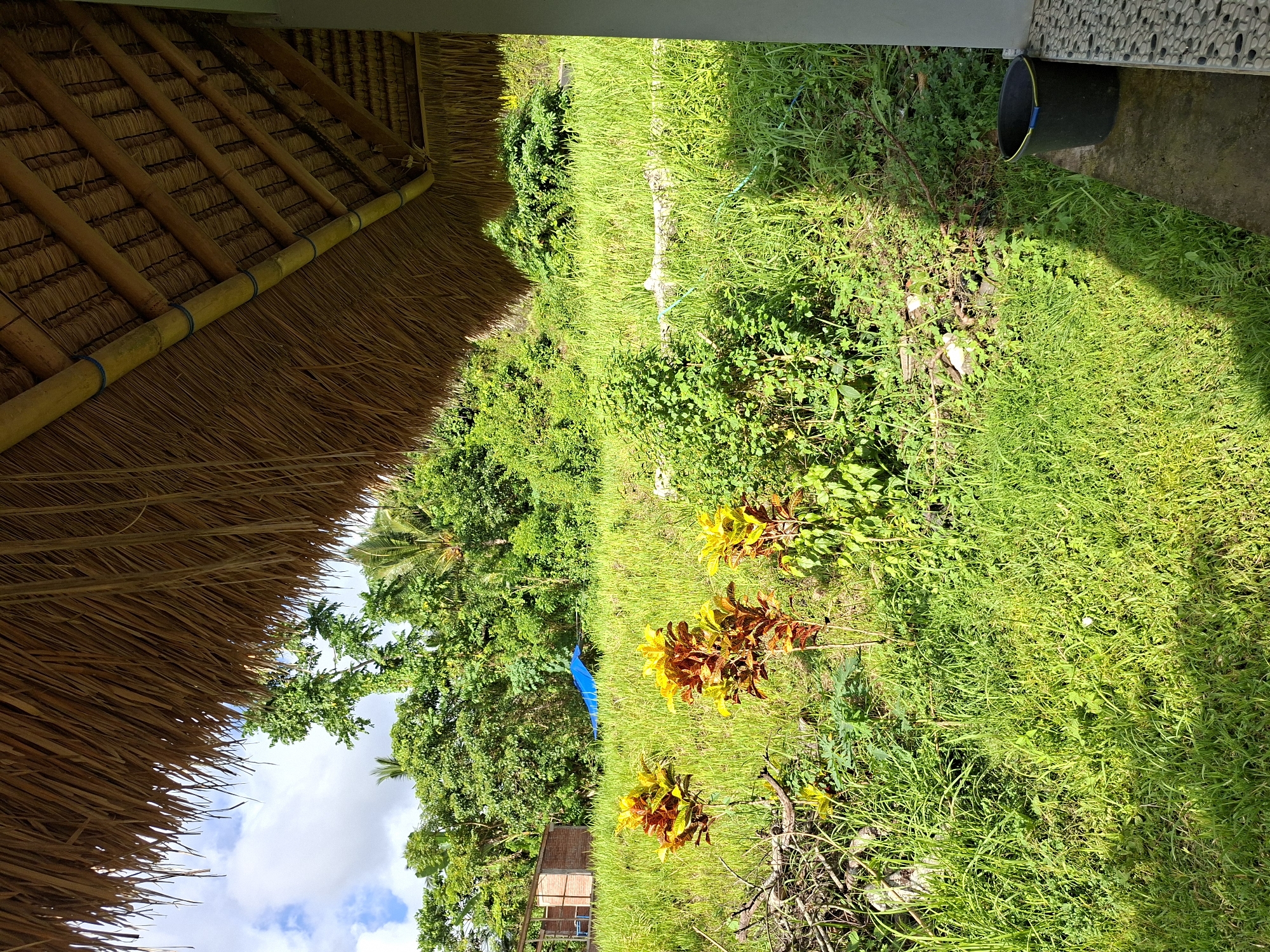 The image depicts a lush, overgrown backyard scene in Karangasem, Indonesia. A thatched roof structure looms on the left side of the frame, suggesting a traditional Indonesian building. Beyond the roof, there is a view of vibrant green vegetation, encompassing various plant species and tall grasses. The ground is uneven with diverse foliage scattered throughout. Scattered throughout the grass are several colorful croton plants with yellow and red leaves. In the distance, a glimpse of a small wooden structure is visible amidst the trees. A blue tarp or cloth hangs from a tree. A black bucket rests near a concrete wall or structure at the top right corner of the image. The overall impression is one of a natural, unkempt outdoor space.
