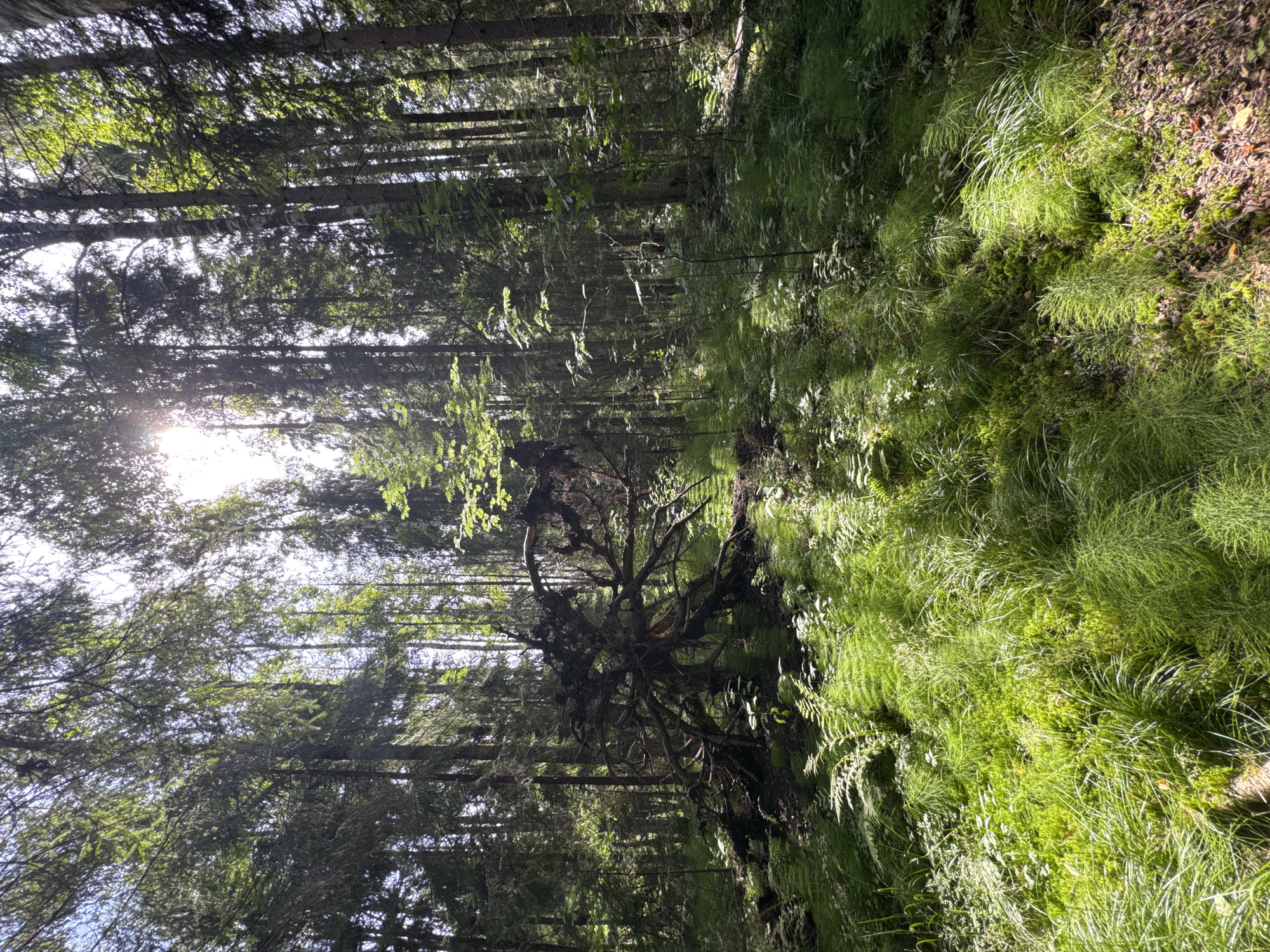 The image depicts a forest scene. In the foreground, lush green grass and ferns cover the forest floor, illuminated by shafts of sunlight filtering through the dense canopy of tall trees. A prominent fallen tree with exposed roots lies in the center-left of the frame, its gnarled branches splayed across the ground. The trees are predominantly coniferous, with some deciduous species visible. The overall impression is one of a natural, undisturbed forest environment. The location is not specified in the image, and therefore cannot be identified as Petergof Siti, Russia.
