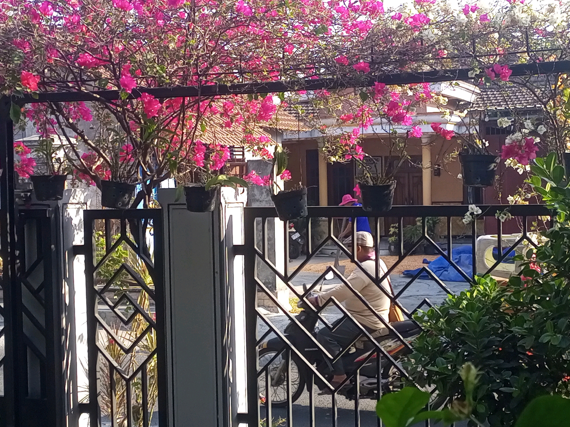 In Ngasem, Indonesia, a man on a motorcycle is viewed through a black metal gate. He is wearing a light-colored t-shirt, dark pants, and a light-colored cap. The motorcycle is dark-colored, and its front wheel and part of the engine are visible. Behind the motorcycle, a blue tarp is spread on the ground, and a white object with a yellow rim sits nearby. The foreground is dominated by a flowering bougainvillea vine with vibrant pink and white blossoms cascading over a black metal structure. The background reveals a traditional Indonesian house with a tiled roof. Green foliage is visible on the right side of the frame, partially obscuring the view. The scene is illuminated by bright sunlight, casting shadows.