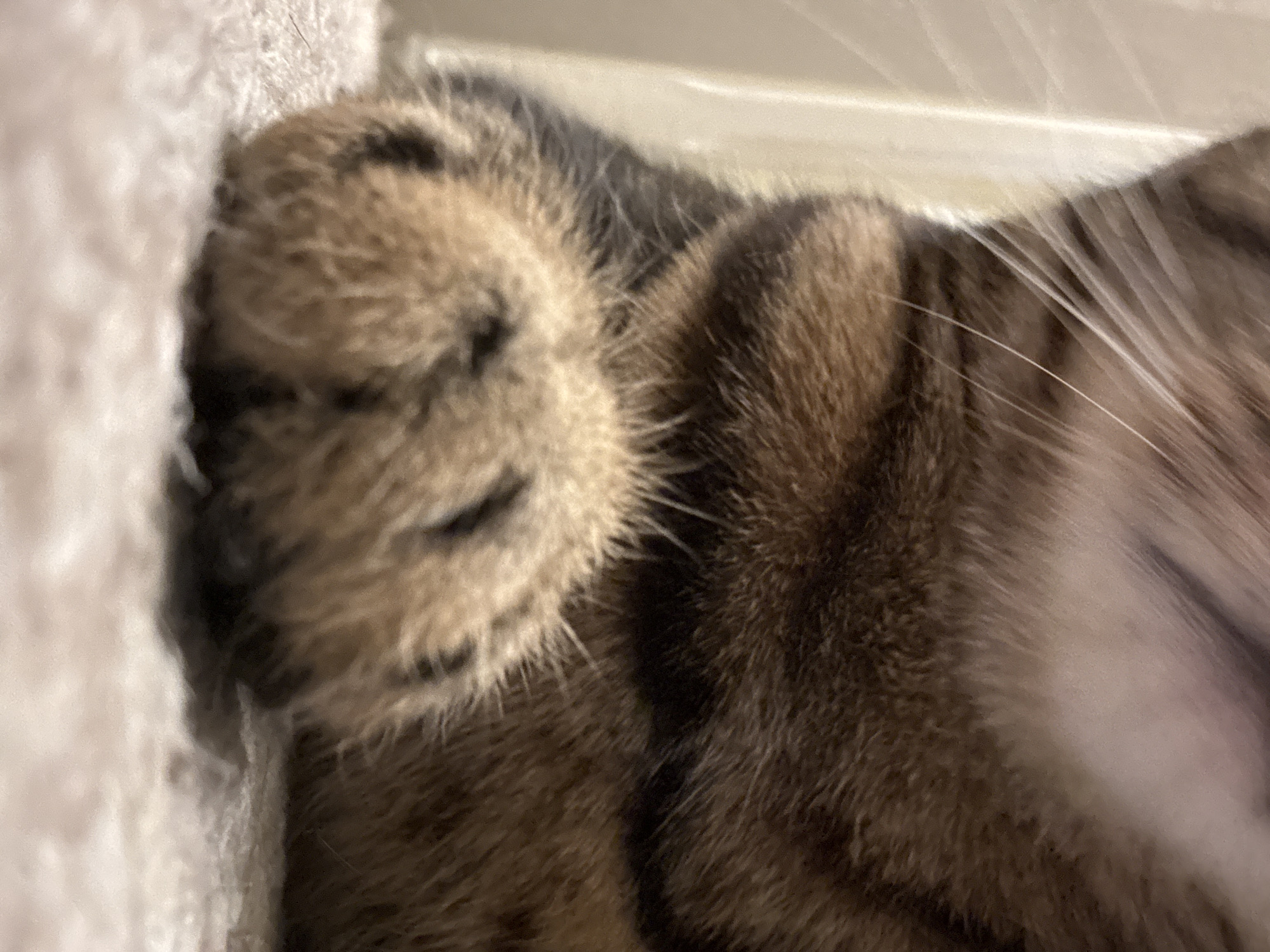 A close-up image of a tabby cat, its head pressed against a beige carpeted surface. The cat's brown and black fur is visible, with a focus on its paw. A few white whiskers are present.
There is no indication of the location being Desborough, United Kingdom. The setting is a home interior.