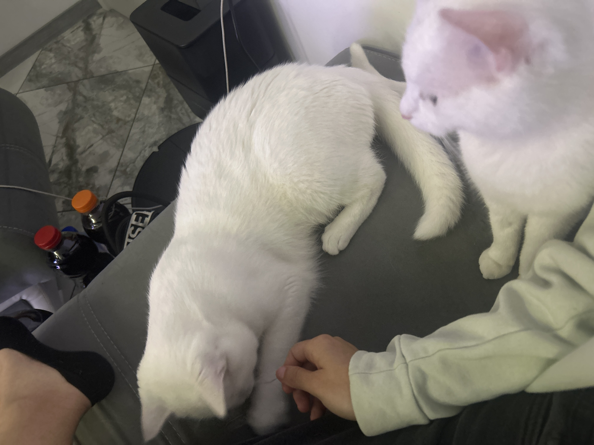 Two white cats are on a gray sofa indoors. One cat is lying down, and the other is standing. A person's hand is near the lying cat. A foot in a black sock is also visible on the sofa. Two bottles with orange and red caps are beside the cats. A black speaker is in the background. The location is Burgas, Bulgaria, but this cannot be confirmed from the image alone.