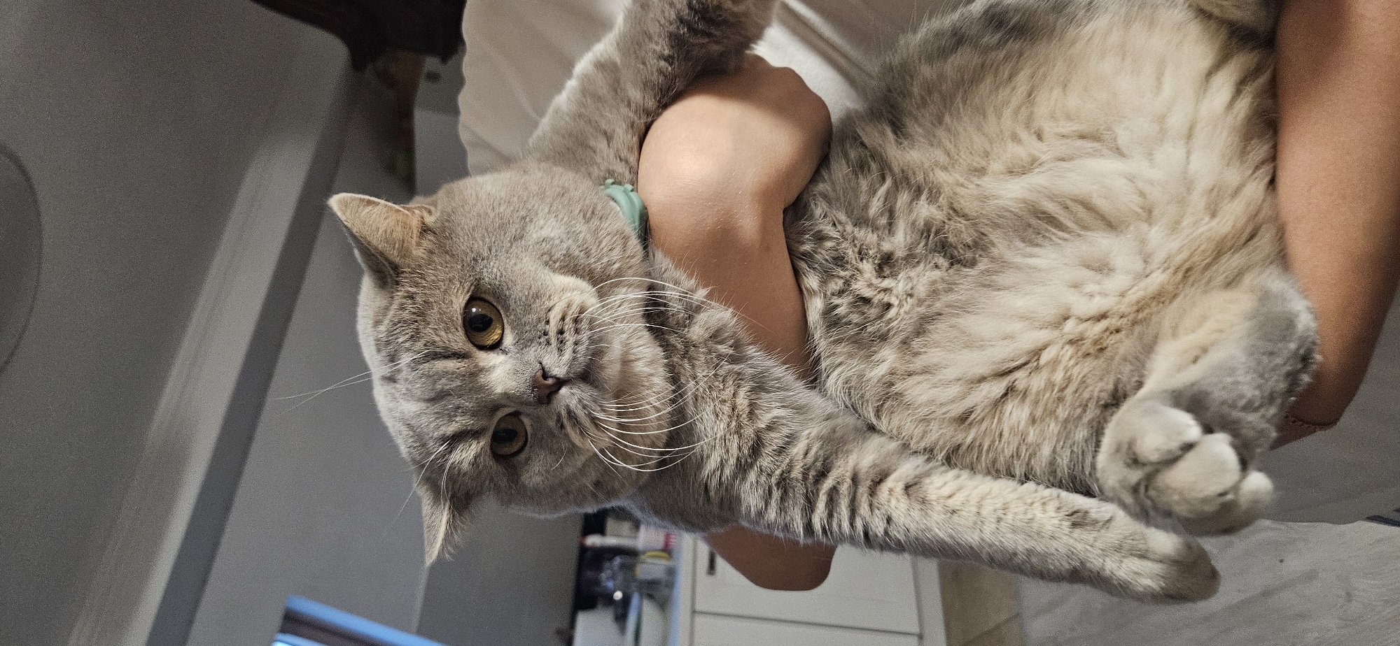 In an indoor setting, a person is holding a plump, gray British Shorthair cat. The cat has distinctive round features, amber eyes, and prominent white whiskers. It is wearing a light green collar. The person's arms are visible supporting the cat, and they are wearing a white garment. The background appears to be a residential interior with kitchen cabinets and a tiled floor. The scene captures a moment of domestic interaction between the person and their pet. The provided location of Hévíz, Hungary, is not discernible from the visual information in the image.