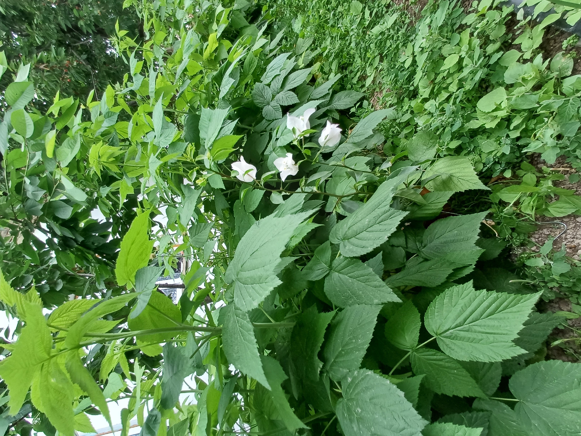 The image shows a patch of vegetation, likely in an outdoor setting in Kyzyl-Kyya, Kyrgyzstan. The foreground is dominated by large green leaves, possibly raspberry plants, with characteristic serrated edges. Interspersed among them are some white trumpet-shaped flowers, possibly bindweed or morning glory. Beyond the plants, there's a patch of smaller, denser green vegetation, possibly ground cover or a low-lying bush. Some areas show bare ground or soil. The scene suggests a natural, unkempt area, possibly a garden, a roadside, or a wild patch within the city limits.