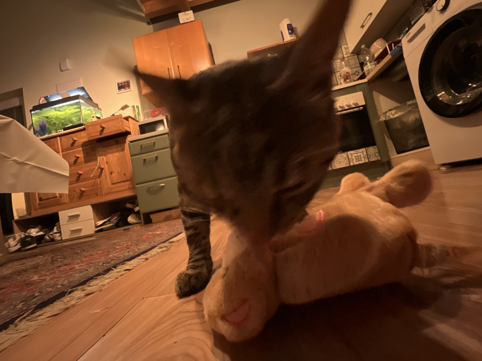 The image shows a domestic scene indoors, with a cat interacting with a stuffed toy on a wooden floor. To the left, an aquarium with green plants sits on top of a wooden dresser. Behind the cat and toy, a washing machine is visible. The environment appears to be a residential kitchen or living area. The image is taken at a low angle, focusing on the cat and the toy. There is no indication of the location being in Mödling, Austria, or any specific city.