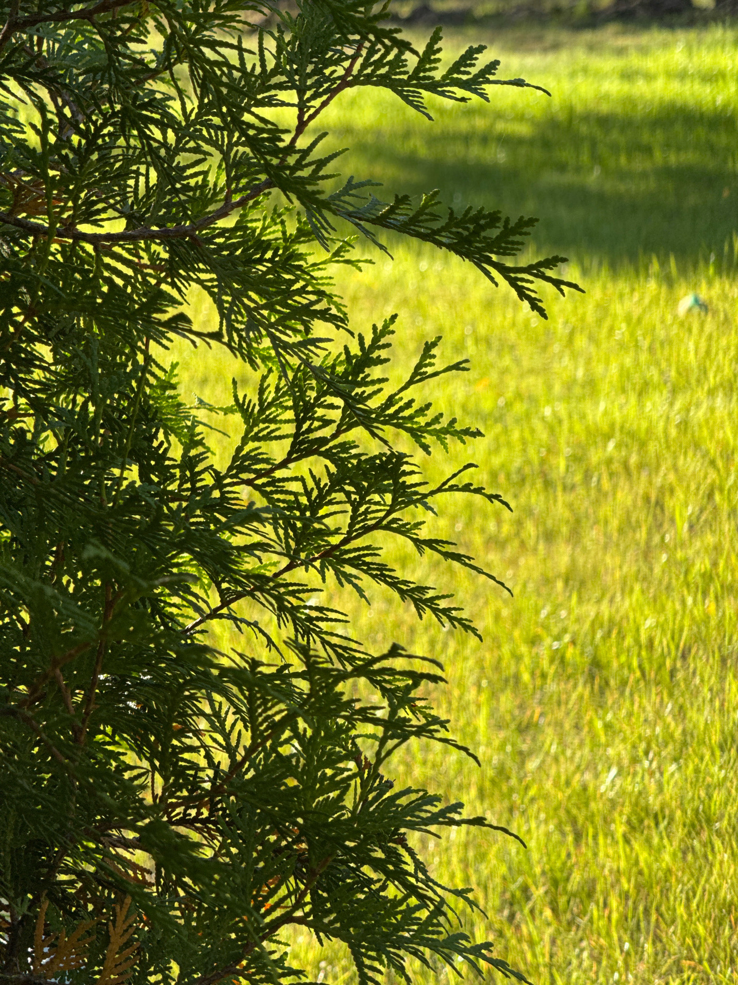 The image shows a close-up view of dark green evergreen branches in the foreground, with a blurred bright green grassy lawn in the background. The branches are detailed and textured, with sunlight filtering through them. The lawn appears slightly wet, with subtle variations in color and texture, suggesting it might have been recently watered or is covered in dew. The overall impression is one of a natural, outdoor setting, possibly a garden or park. The image does not provide any specific contextual information about its location in Вароніцкі сельскі Савет, Belarus, beyond the general nature of the scenery. There are no people, animals, or man-made structures visible in the frame.