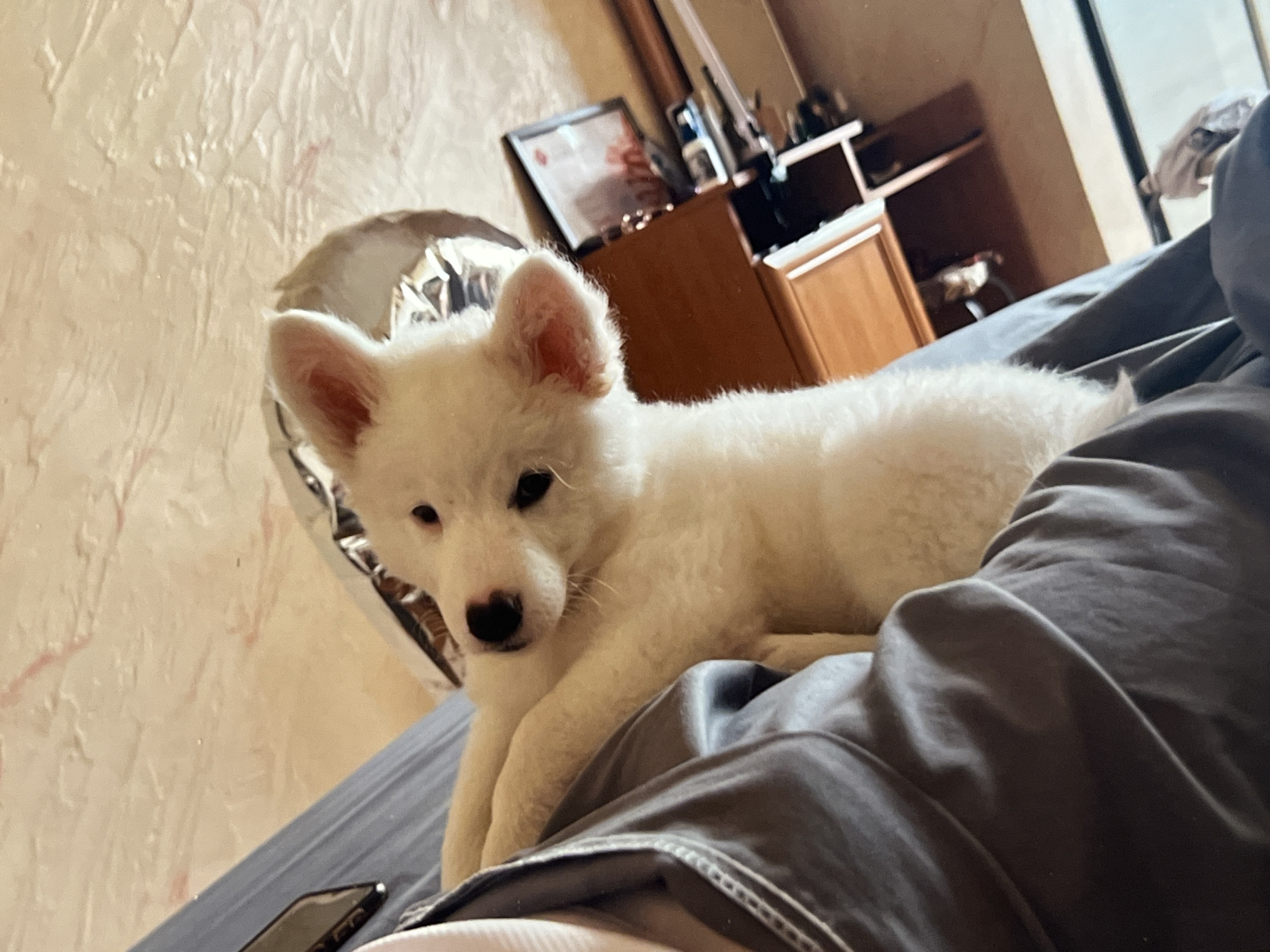 The image is a close-up, indoor shot of a white puppy with its ears perked up. The puppy is held by a person wearing a dark gray, satin robe. The puppy is looking upwards and to its left, with its mouth slightly open. Behind the puppy and the person, a person's head is visible, wearing a lighter colored top. In the background, there is a wooden dresser or cabinet, and a wall with a textured wallpaper. The overall lighting is dim. The image does not contain information about the location in the city of Montfermeil, France.