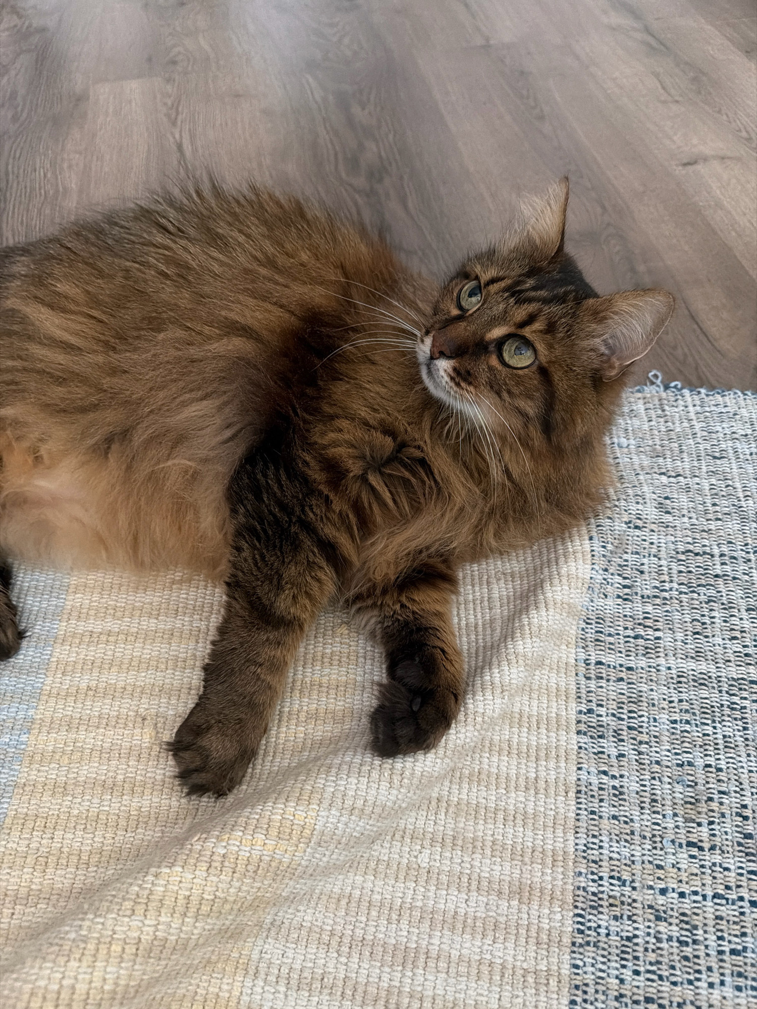 An indoor scene shows a long-haired brown tabby cat lying on a striped rug. The cat is resting on its side, with its head turned to look upwards and to the right. Its eyes are open and green, and its whiskers are prominent. The rug has horizontal stripes of beige, cream, and dark blue. Behind the rug, a light-colored wooden floor is visible. The image provides no information about the city of Kyiv, Ukraine.
