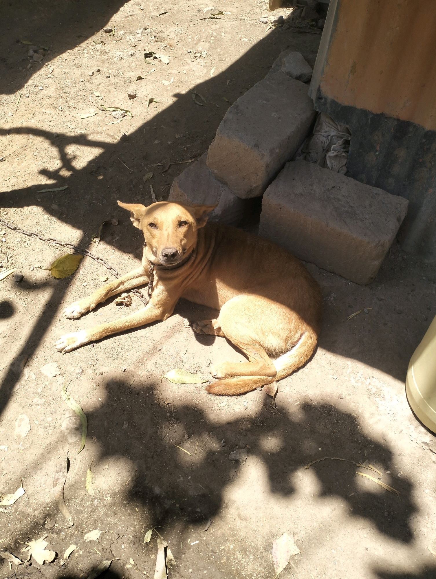 A medium-sized, light brown dog lies on dusty, packed earth, chained by a metal chain around its neck. The dog is positioned facing the camera, its head slightly tilted to the right, with its ears perked. Its body is elongated, with its front legs extended forward and its hind legs tucked beneath it. Sunlight casts strong shadows across the scene, including the shadow of the dog and the outline of tree branches from overhead foliage. In the background, several large, rough-hewn concrete blocks are stacked against a textured, orange-brown wall with a black band near the base. The ground is scattered with dried leaves and small stones. This image was taken in Kinanie ward, Kenya.