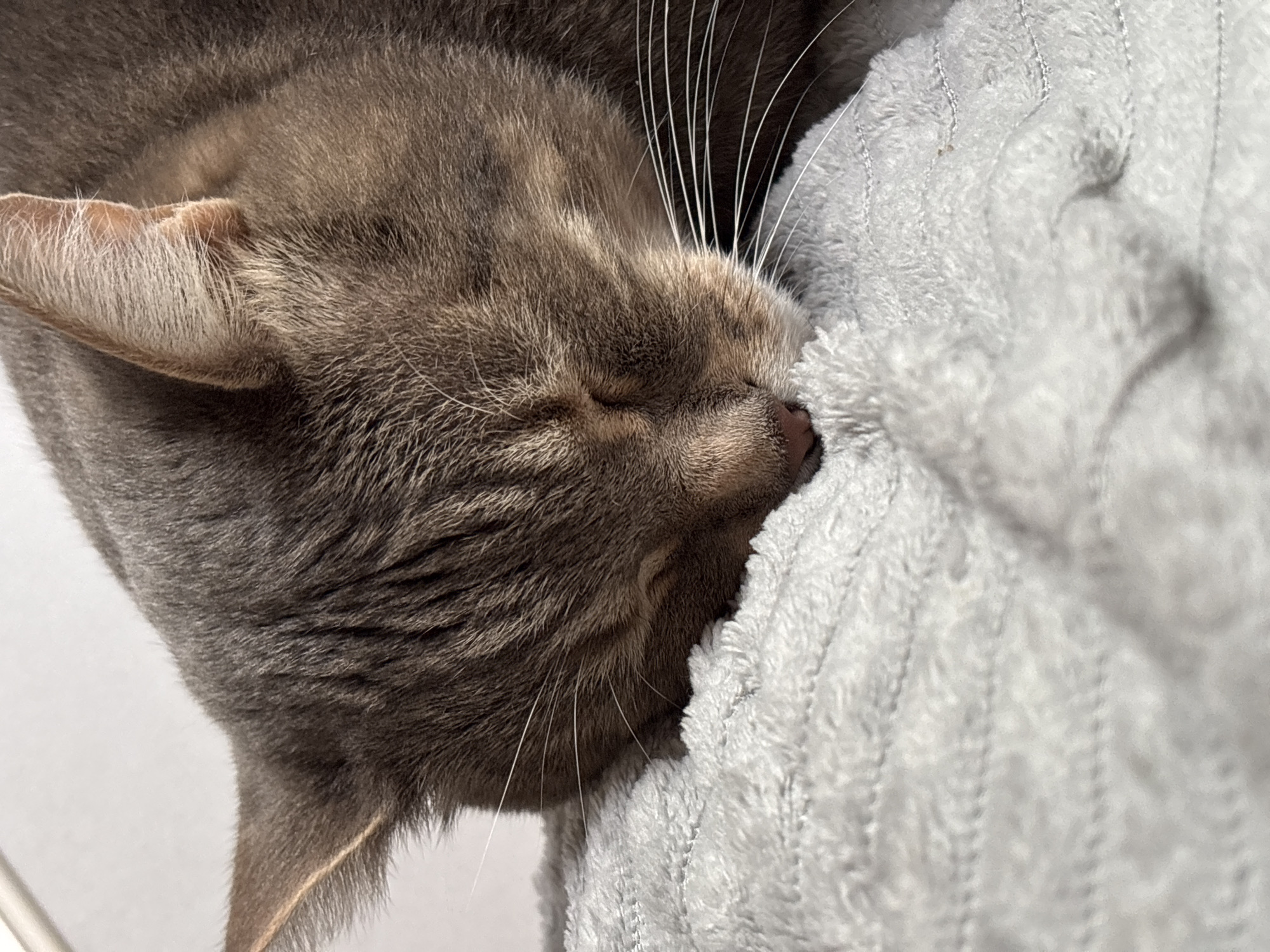 A close-up captures a gray cat sleeping soundly, its head resting on a light gray, textured blanket or cushion. The cat is positioned on its side, with its eyes closed and whiskers visible. The cat appears to be indoors. There is nothing in this image to suggest it was taken in the city of Мещёры, Russia.