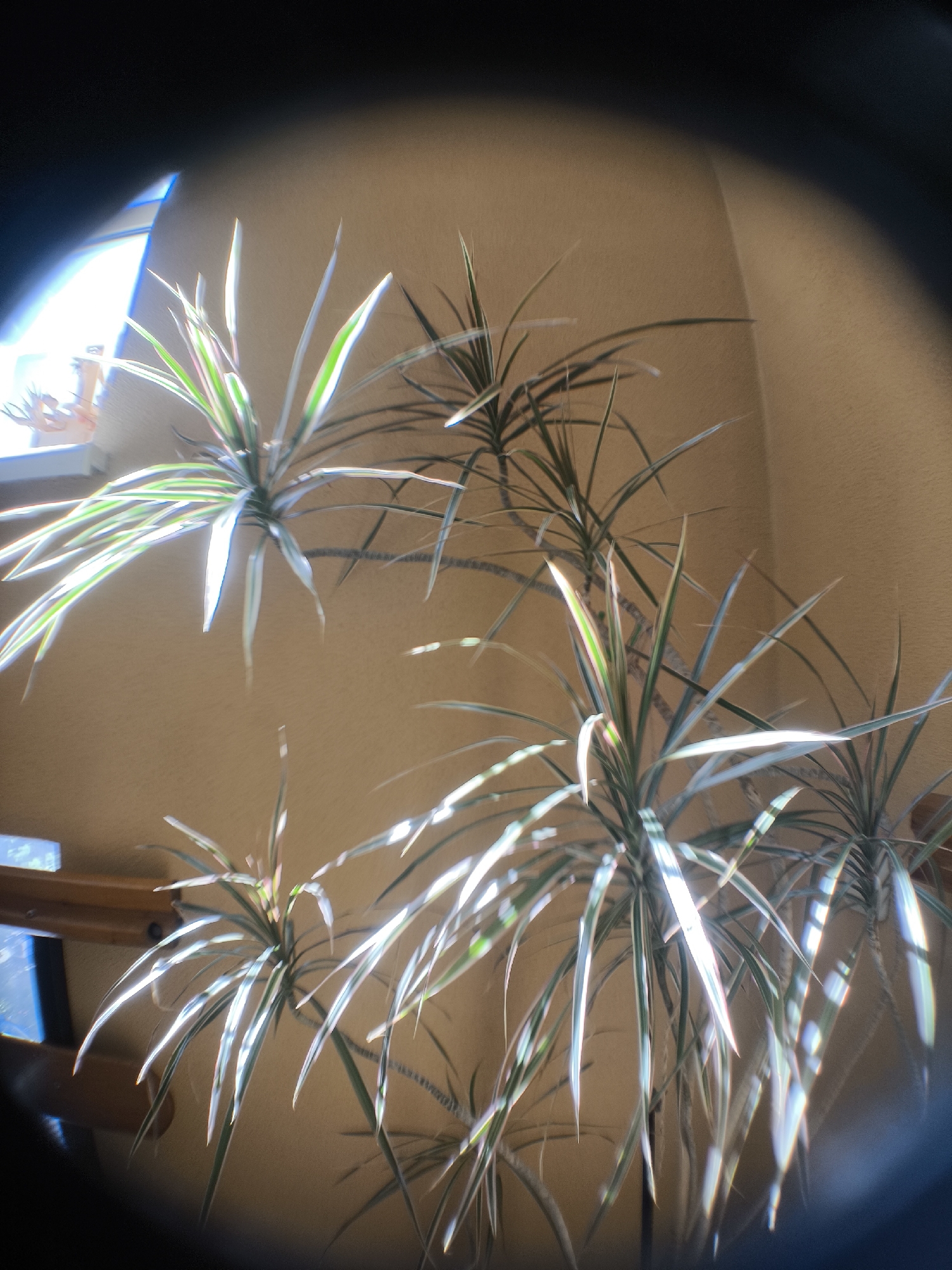 This is a vertical, fisheye lens photograph of a dracaena plant indoors. The plant has long, narrow leaves with variegated stripes of green and white. The leaves are lit from the side, creating bright highlights and casting shadows. The plant appears to be in a pot, though the pot is not visible in the frame. The background is a plain, beige wall, with a wooden shelf or ledge visible on the left side of the image. A window is also visible in the upper left corner, admitting bright natural light, suggesting daytime. The lighting suggests that the photo was taken during the day, likely with natural light coming from a window. The fisheye lens distorts the image, creating a curved, panoramic effect, particularly noticeable in the dark, circular border around the edge of the photograph. There is no text visible in the image.