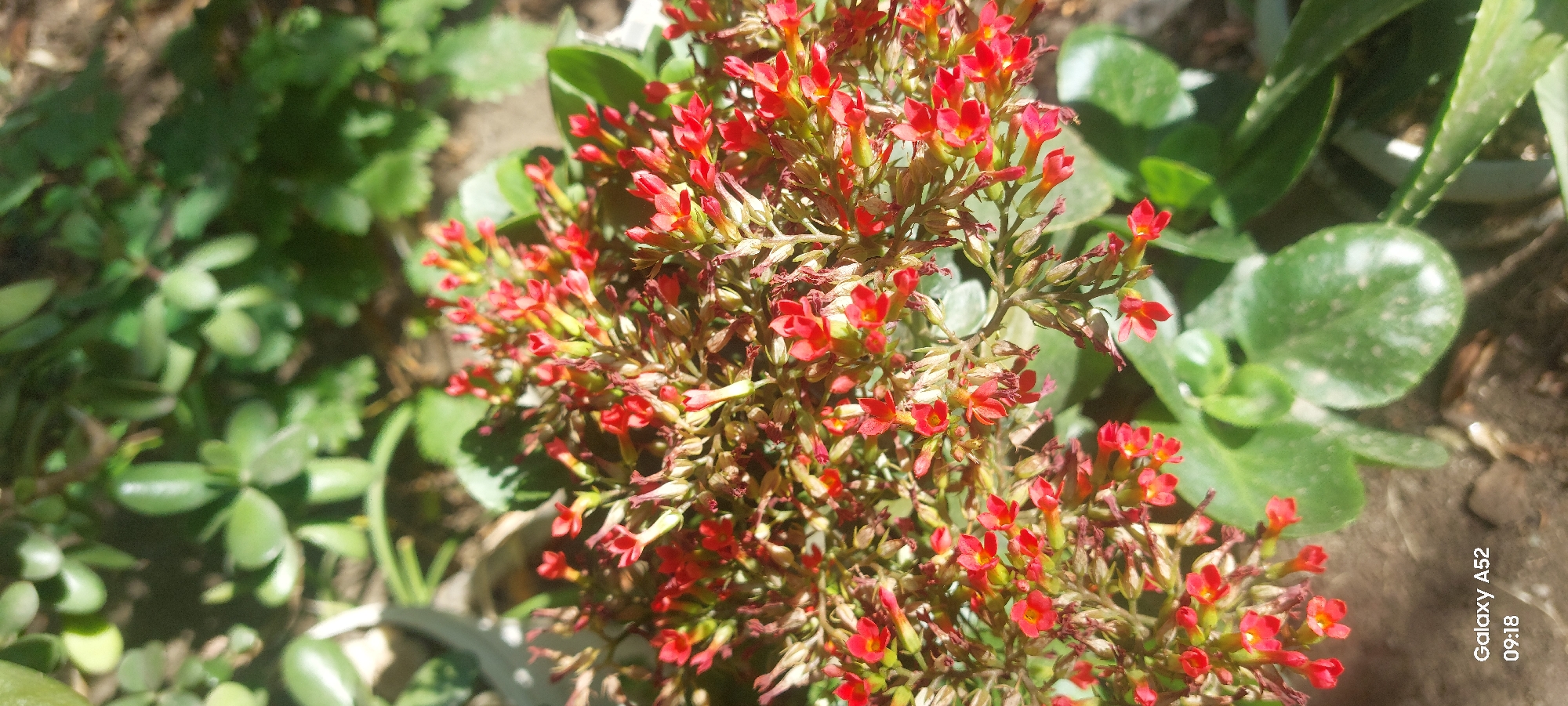 The image is a close-up, high-angle shot of a Kalanchoe plant with small red flowers. The plant is in a pot and surrounded by other greenery. The lighting suggests it is outdoors, possibly in a garden or balcony, with sunlight filtering through. The bottom left corner of the image displays "Galaxy A52" and "09:18", indicating the device and time the photo was taken. The image does not contain any information related to Ganja City, Azerbaijan.